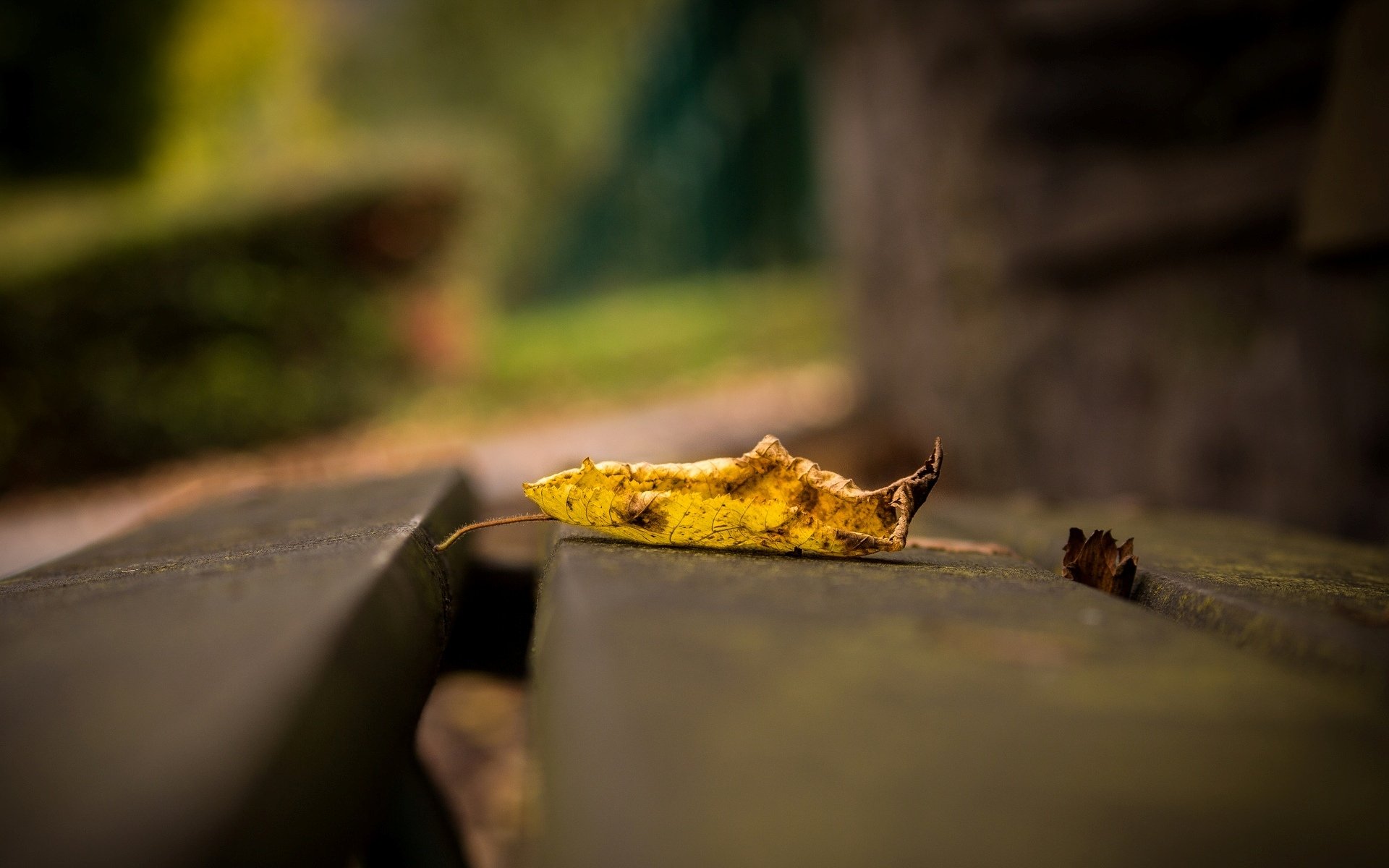 macro feuille feuille feuilles jaune macro laisser fond papier peint écran large plein écran écran large écran large