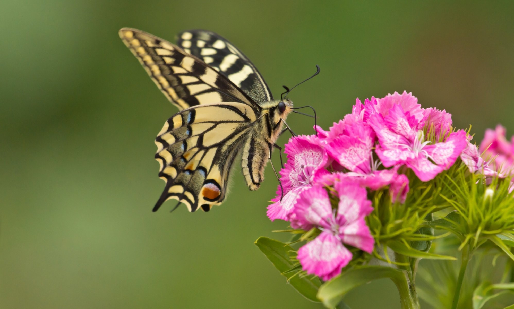 mariposa swallowtail flor clavel macro