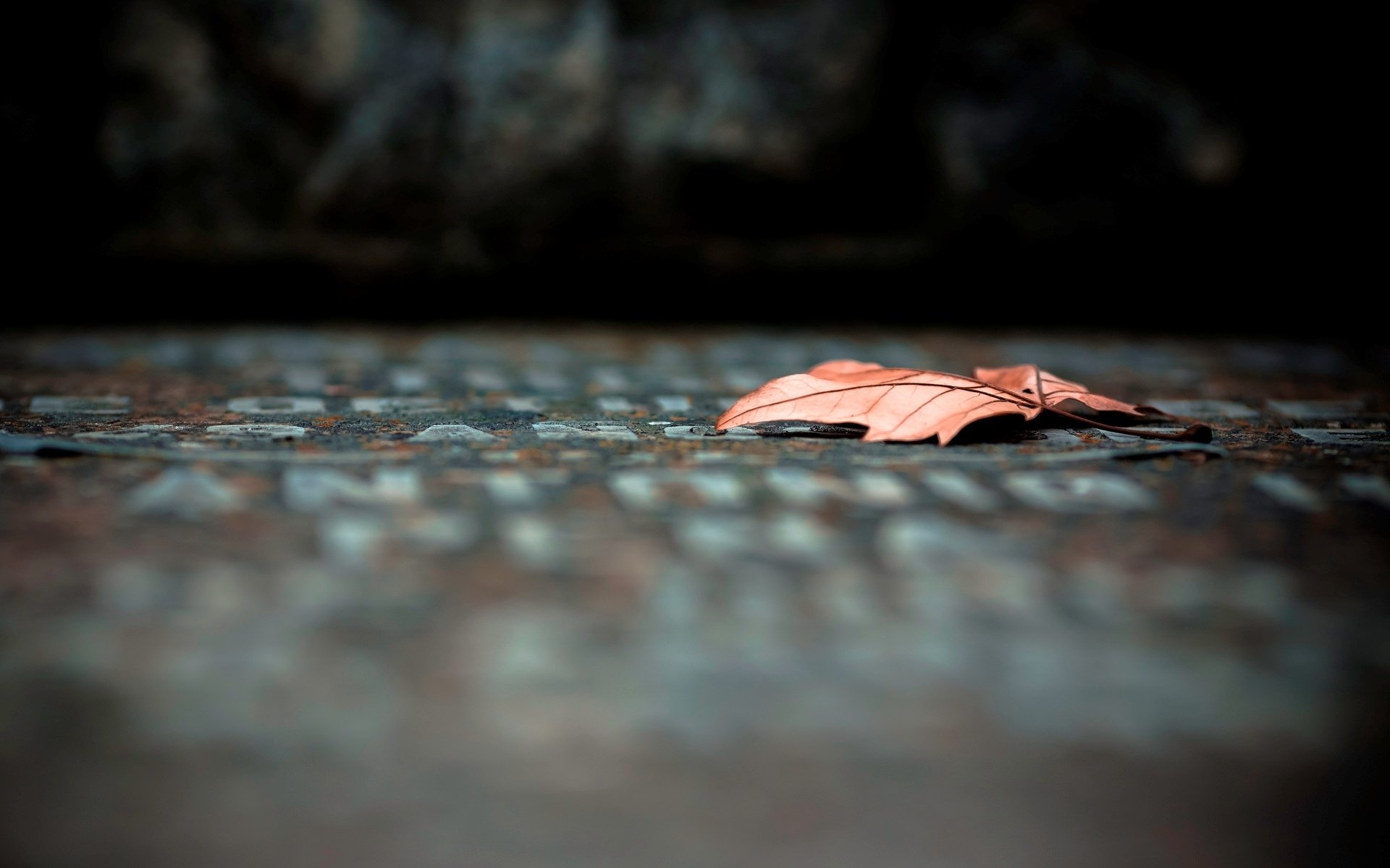 macro leaf leaflet leaves red macro leave background blur wallpaper widescreen fullscreen widescreen widescreen