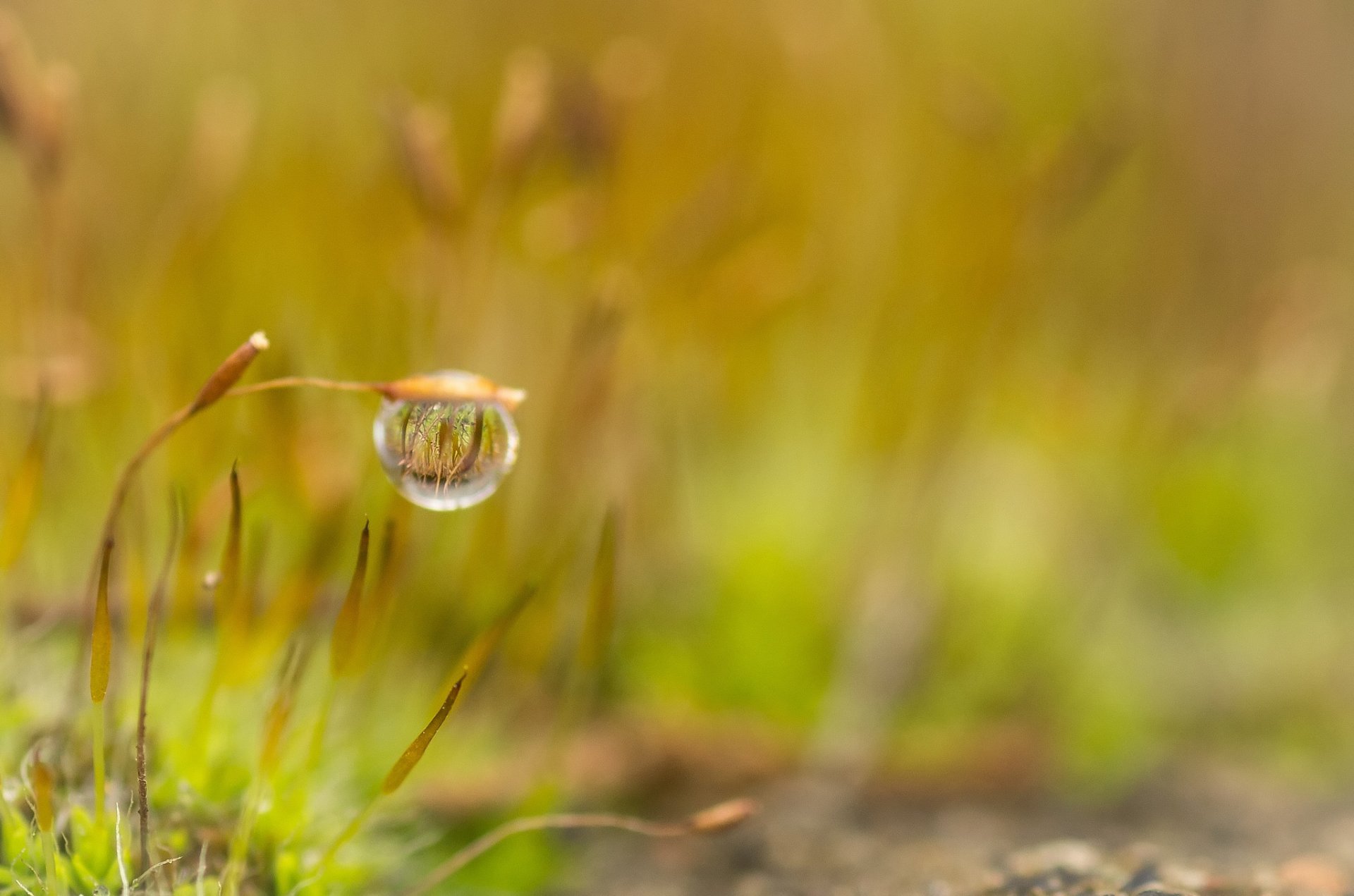 planta musgo gota rocío borrosidad