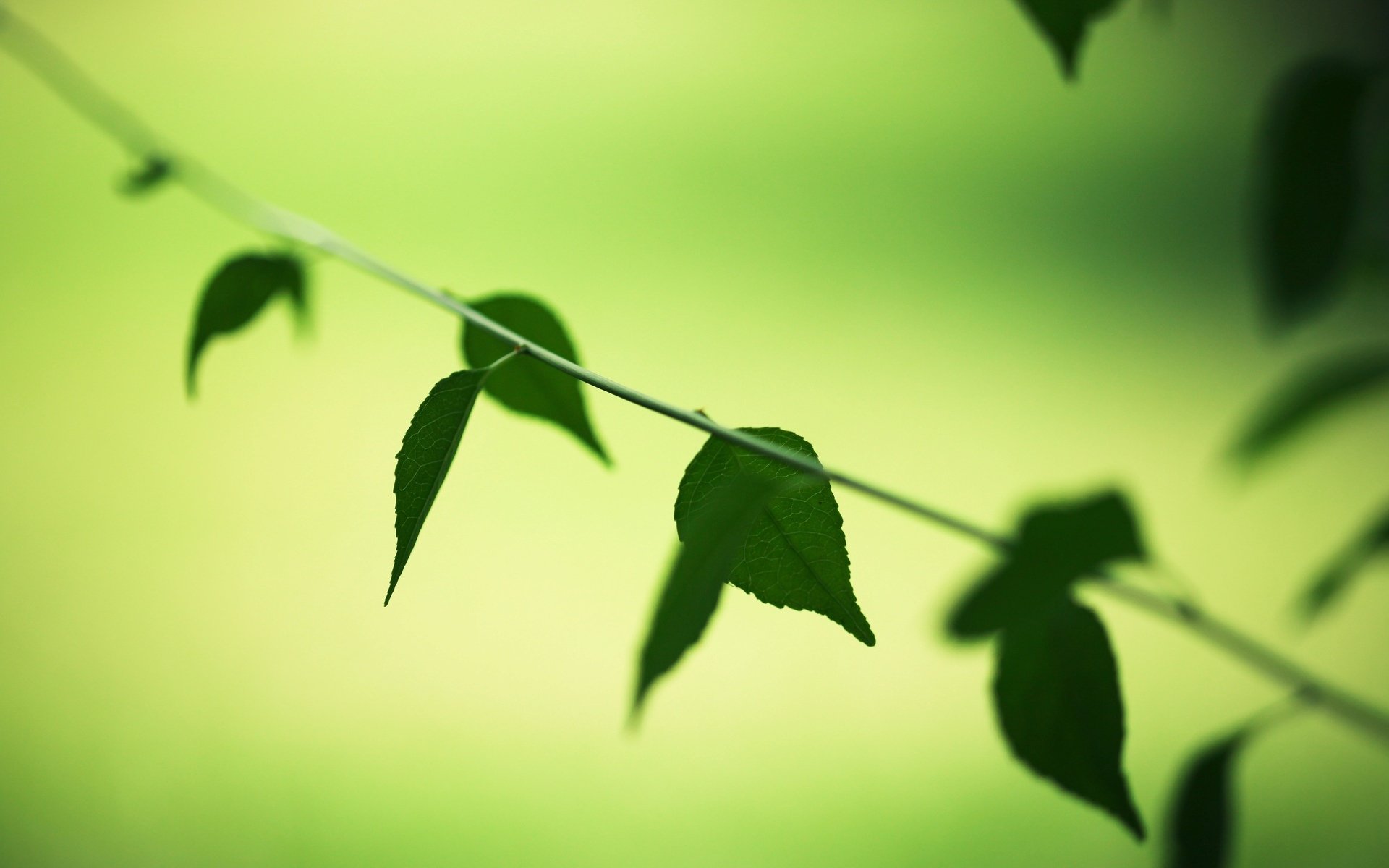 macro feuilles folioles feuilles verdure végétation vert macro arrière-plan arbre arbres papier peint écran large plein écran écran large