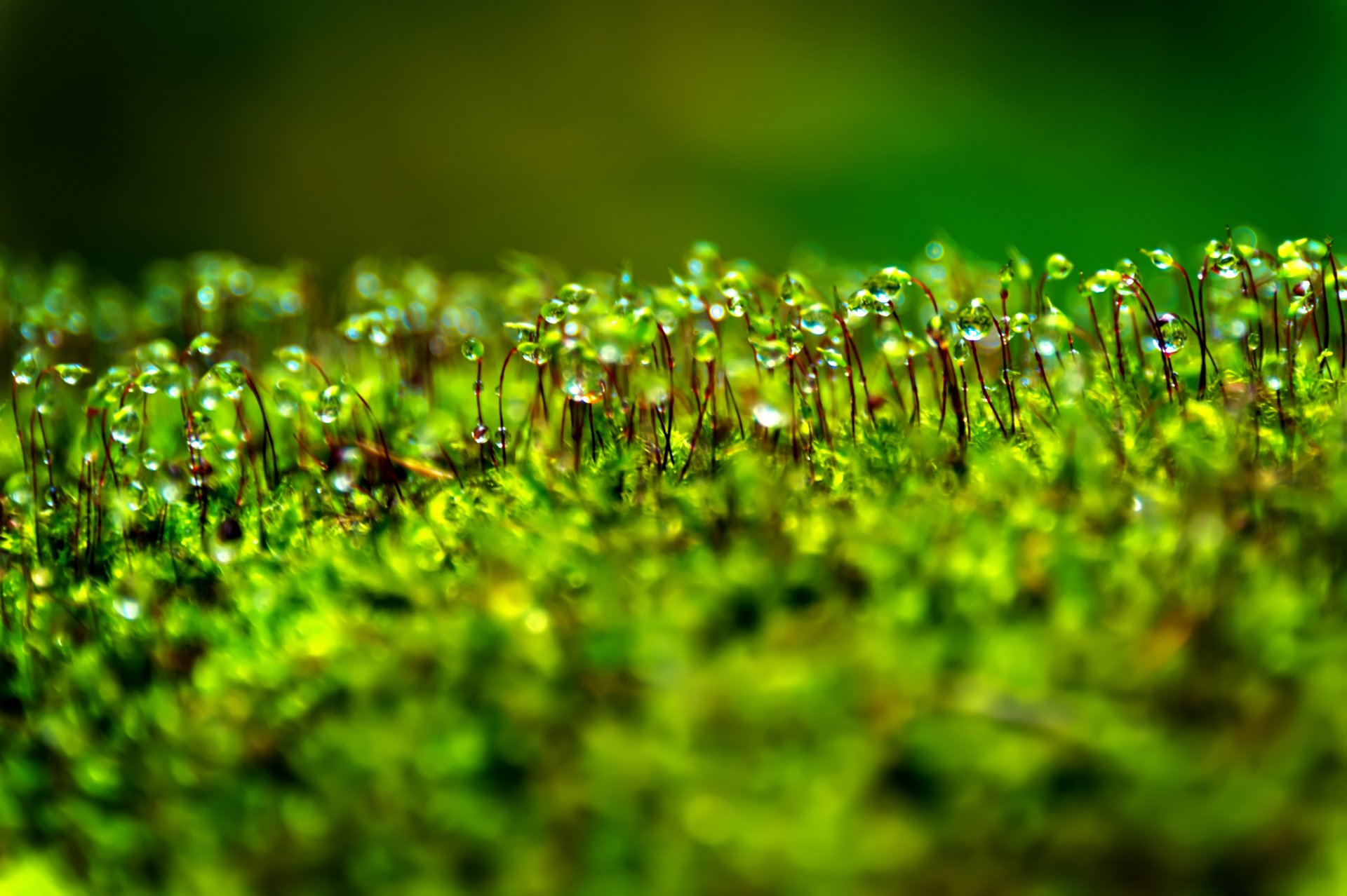 planta musgo gotas rocío bokeh