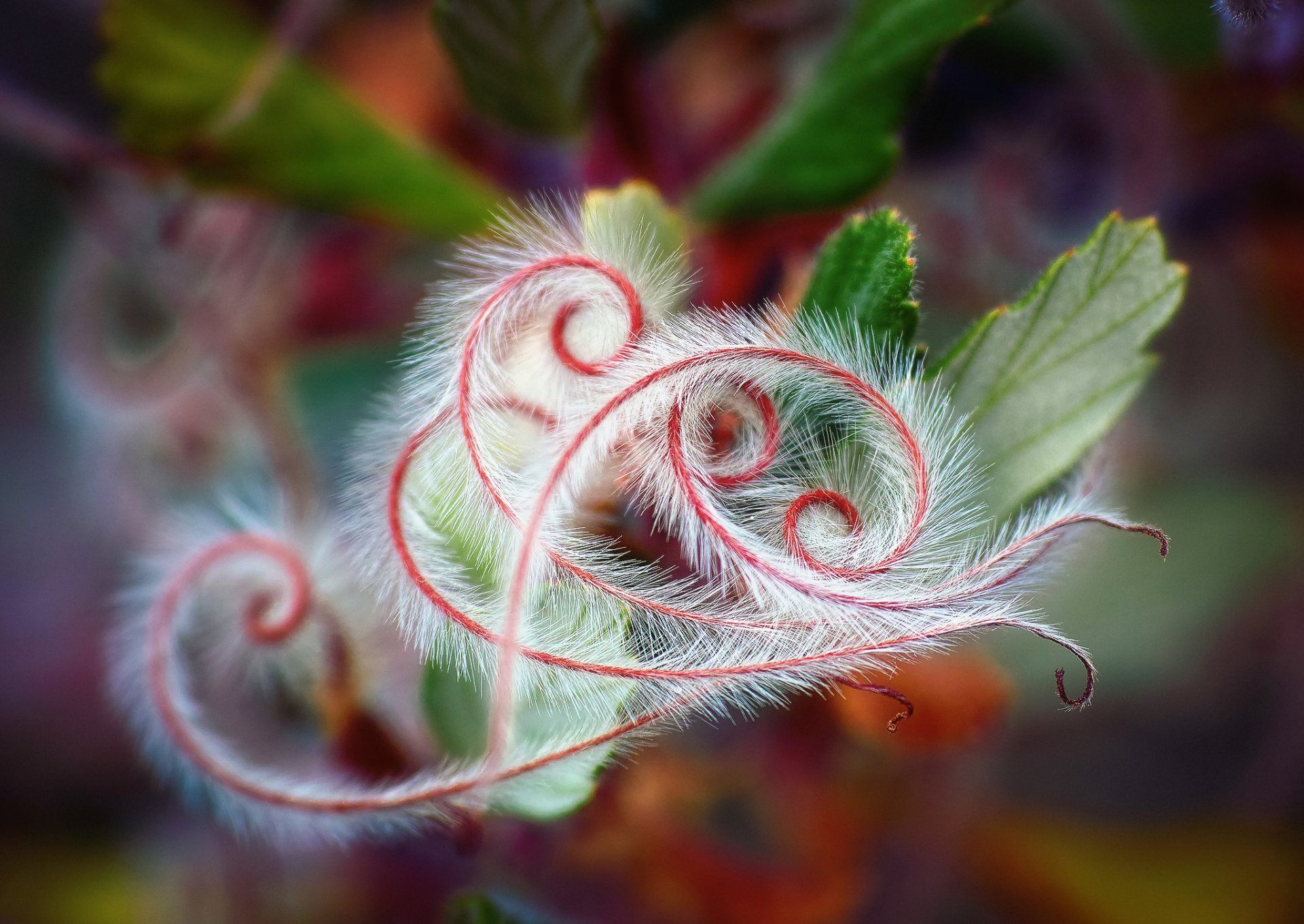 close up plants foliage