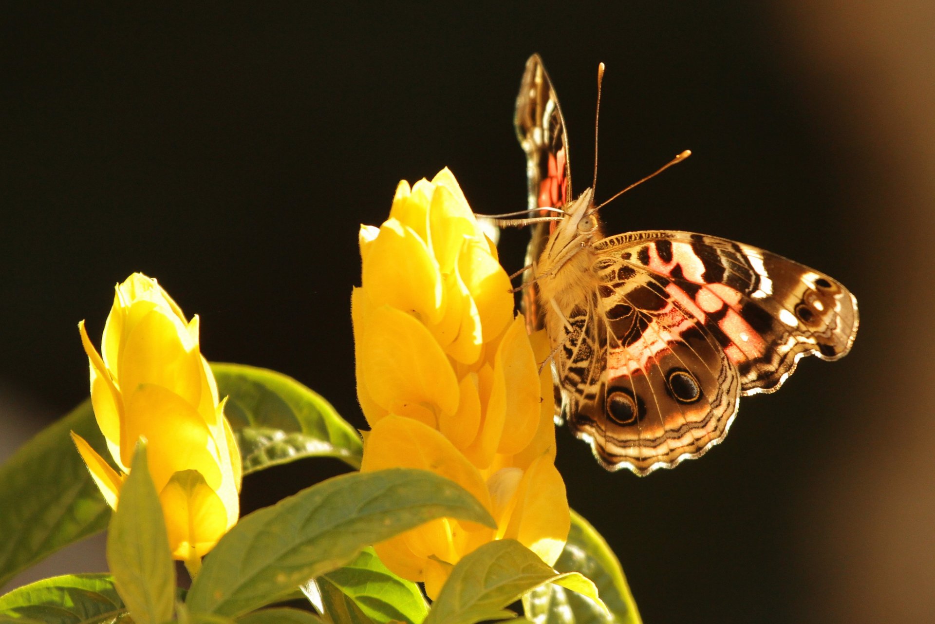 fleurs jaune feuilles papillon fond