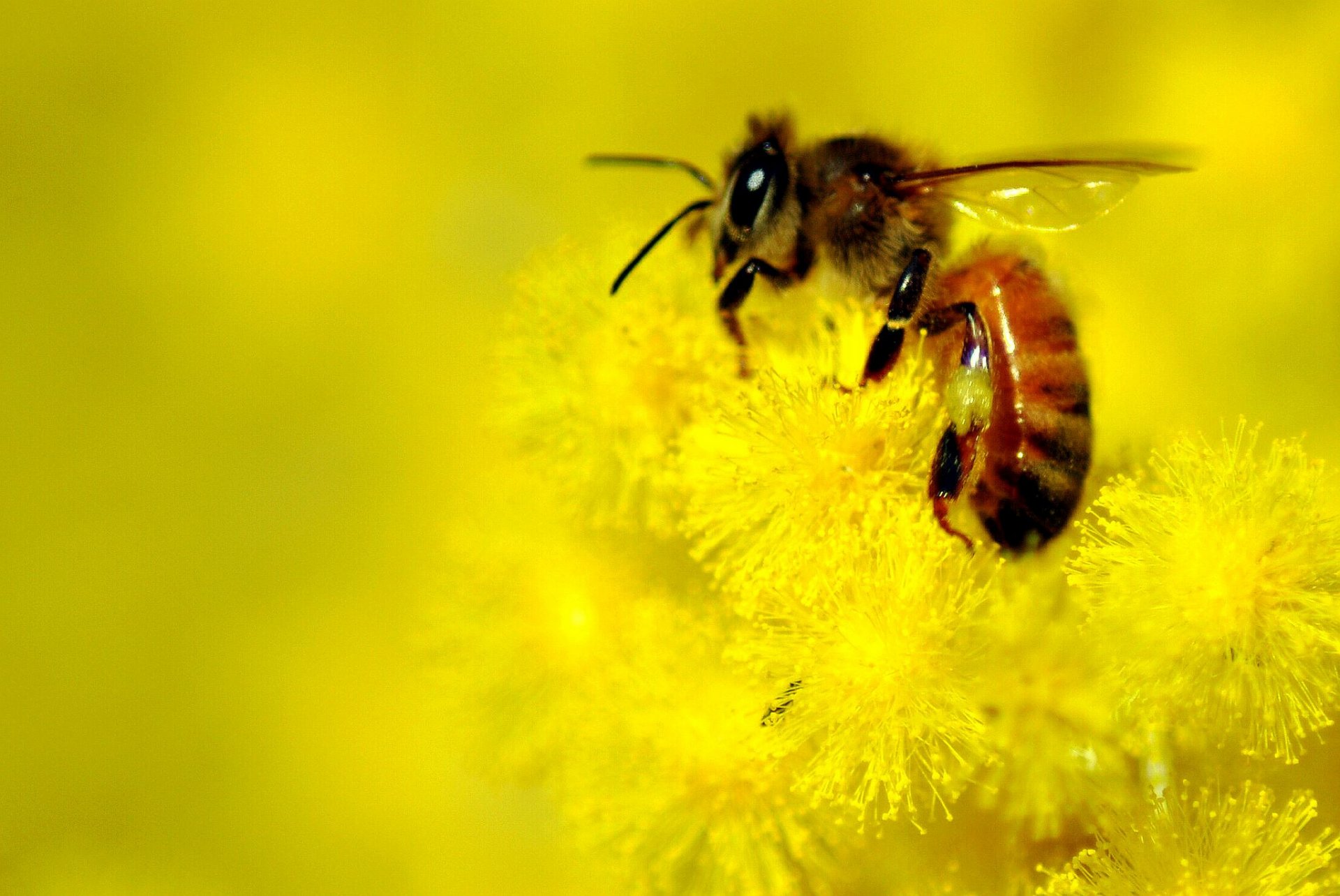 flores amarillo abeja desenfoque fondo