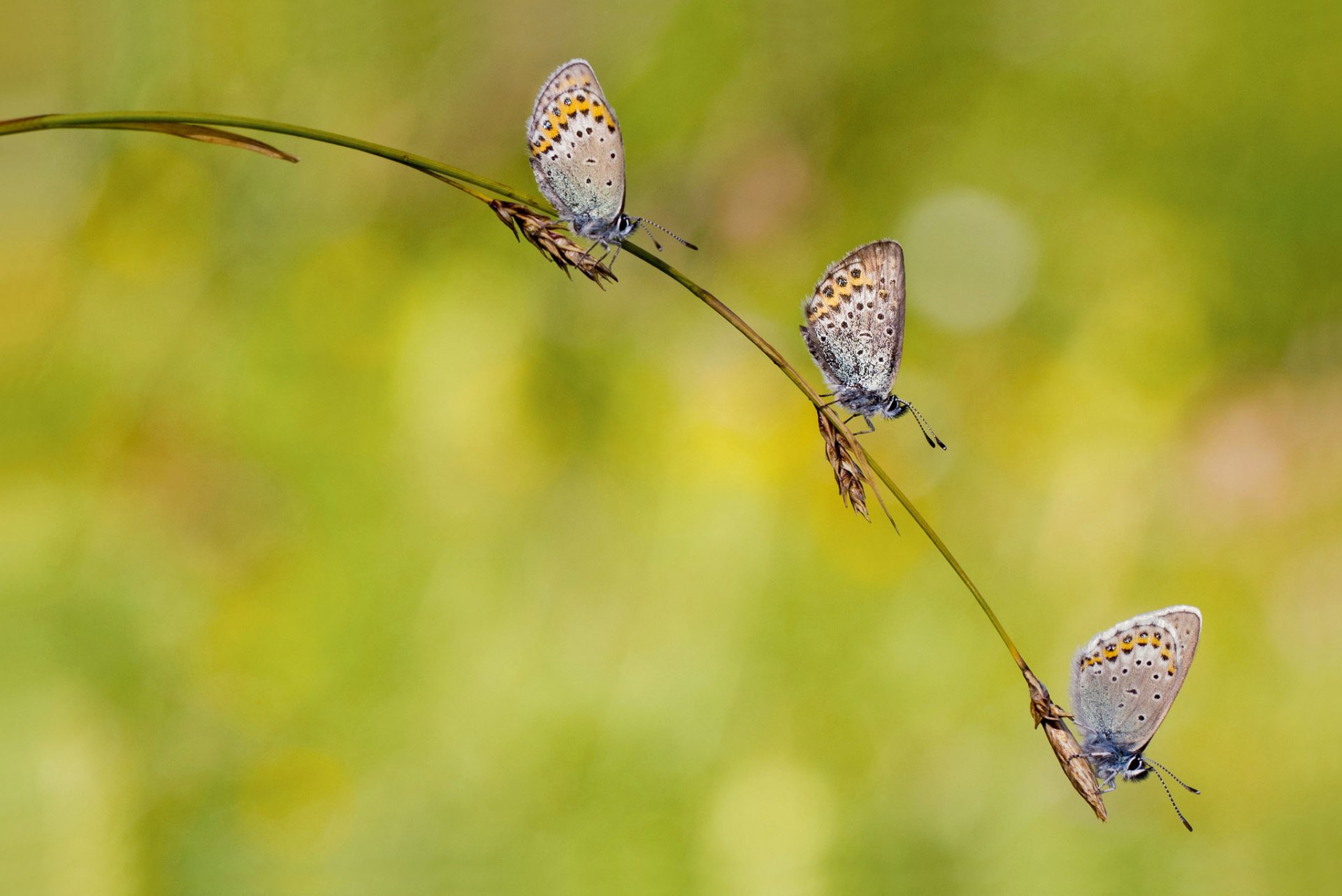 blade spikes butterfly trio light background