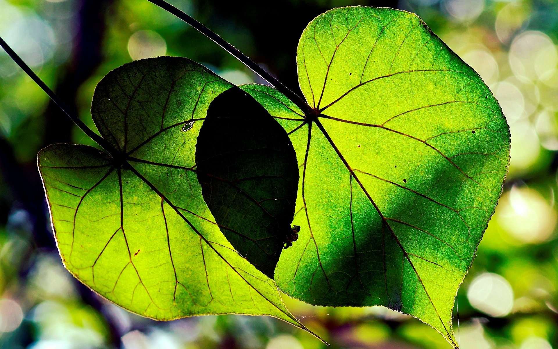 macro feuilles folioles vert forme arbres laisser fond papier peint écran large plein écran écran large écran large