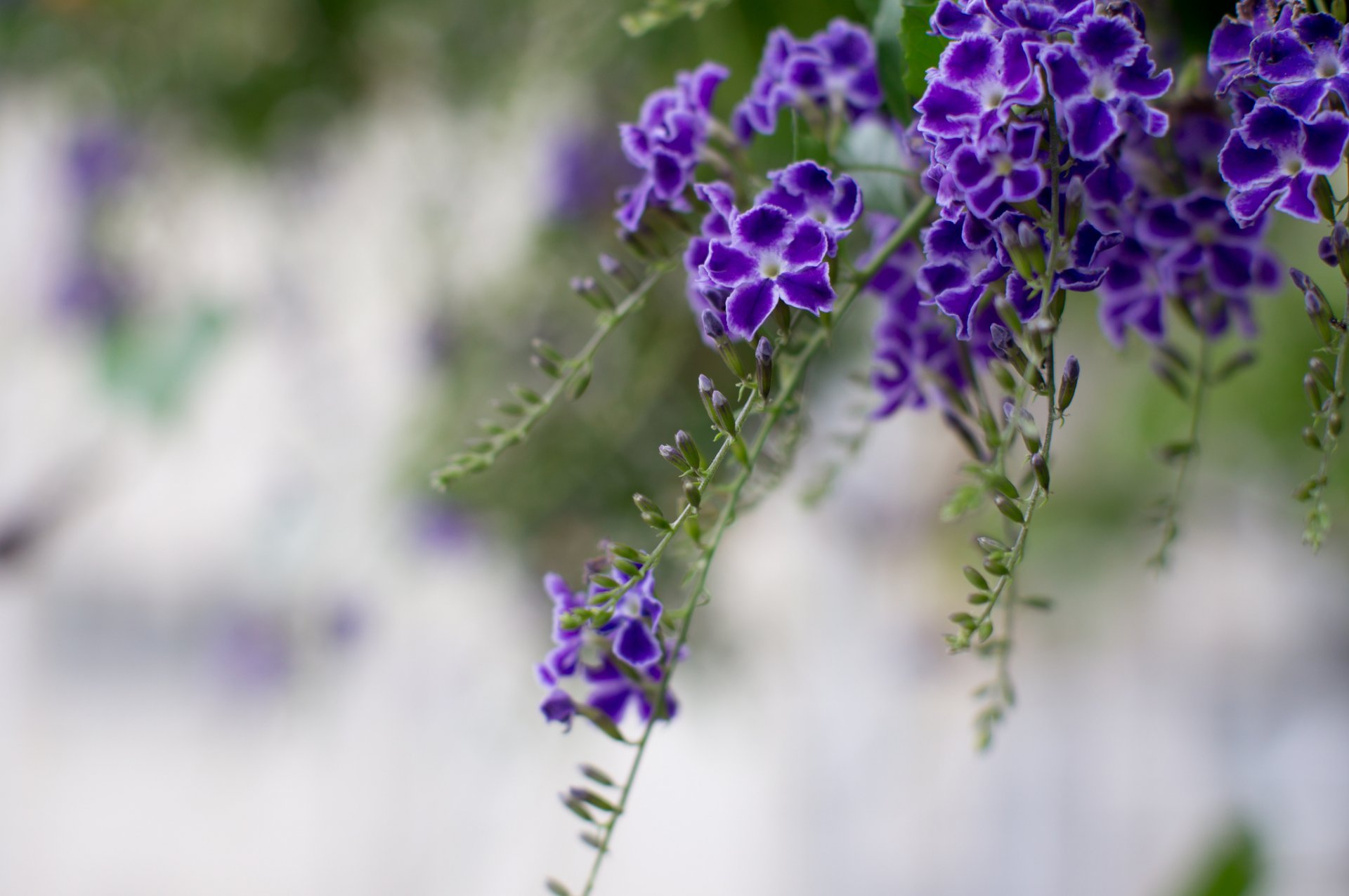 duranta taubeere lila blumen blütenblätter zweige makro unschärfe