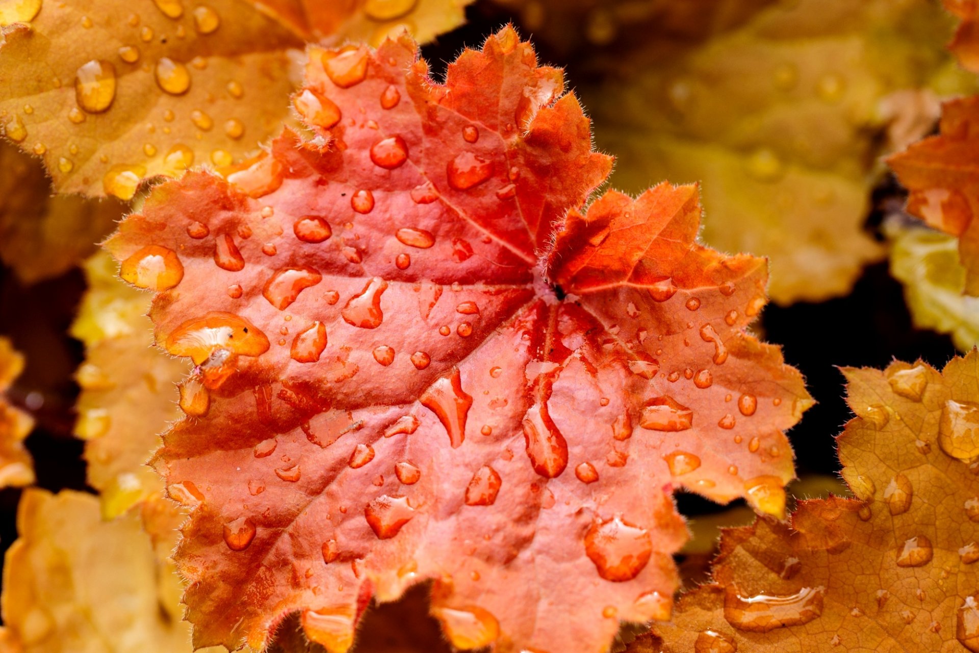 blatt blätter orange gelb wasser tropfen tröpfchen herbst natur