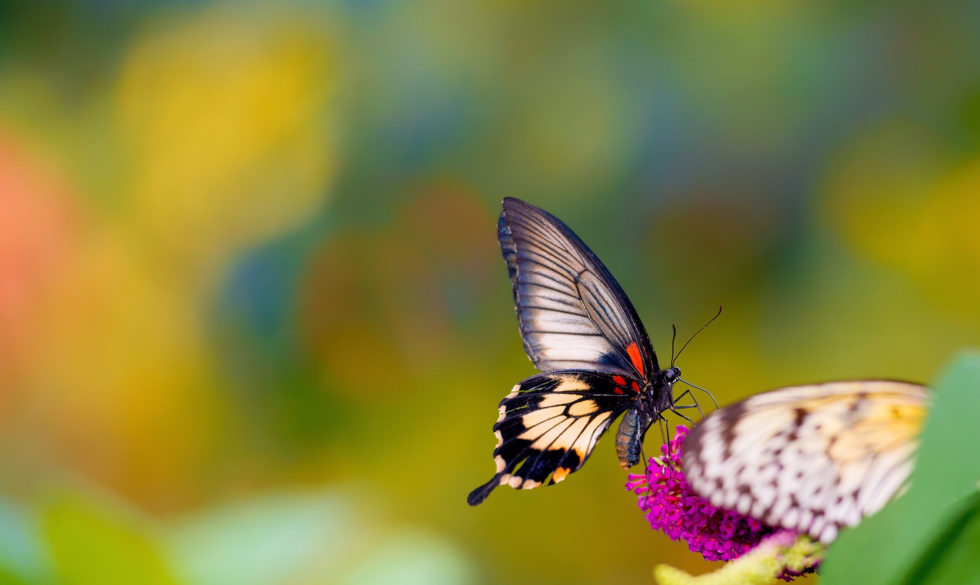 fleur papillon fond