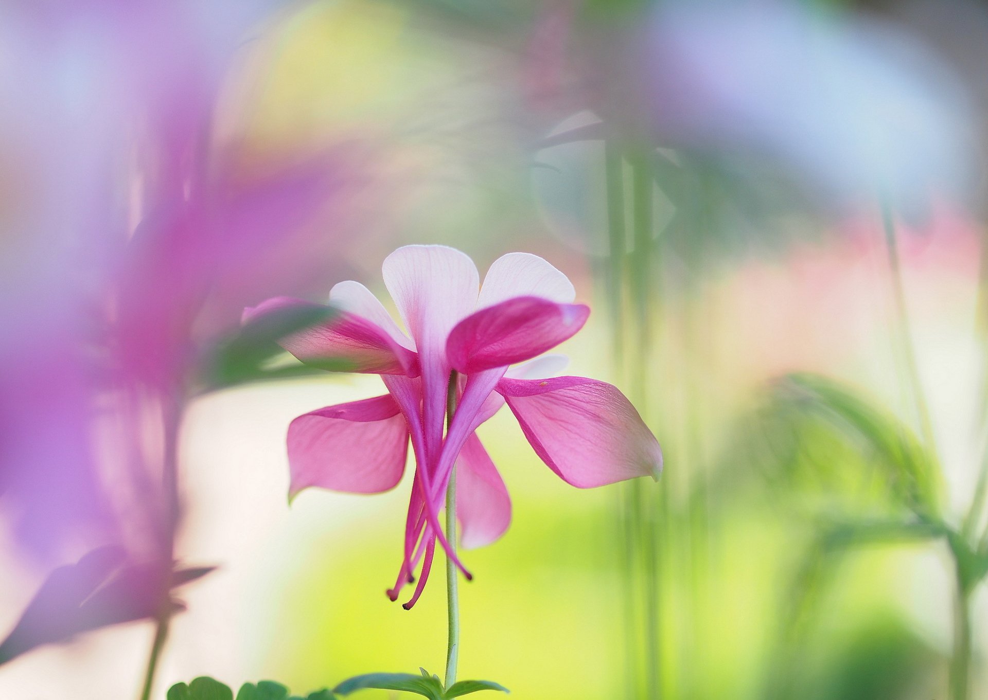 blume weiß-rosa aquilegia blendung unschärfe