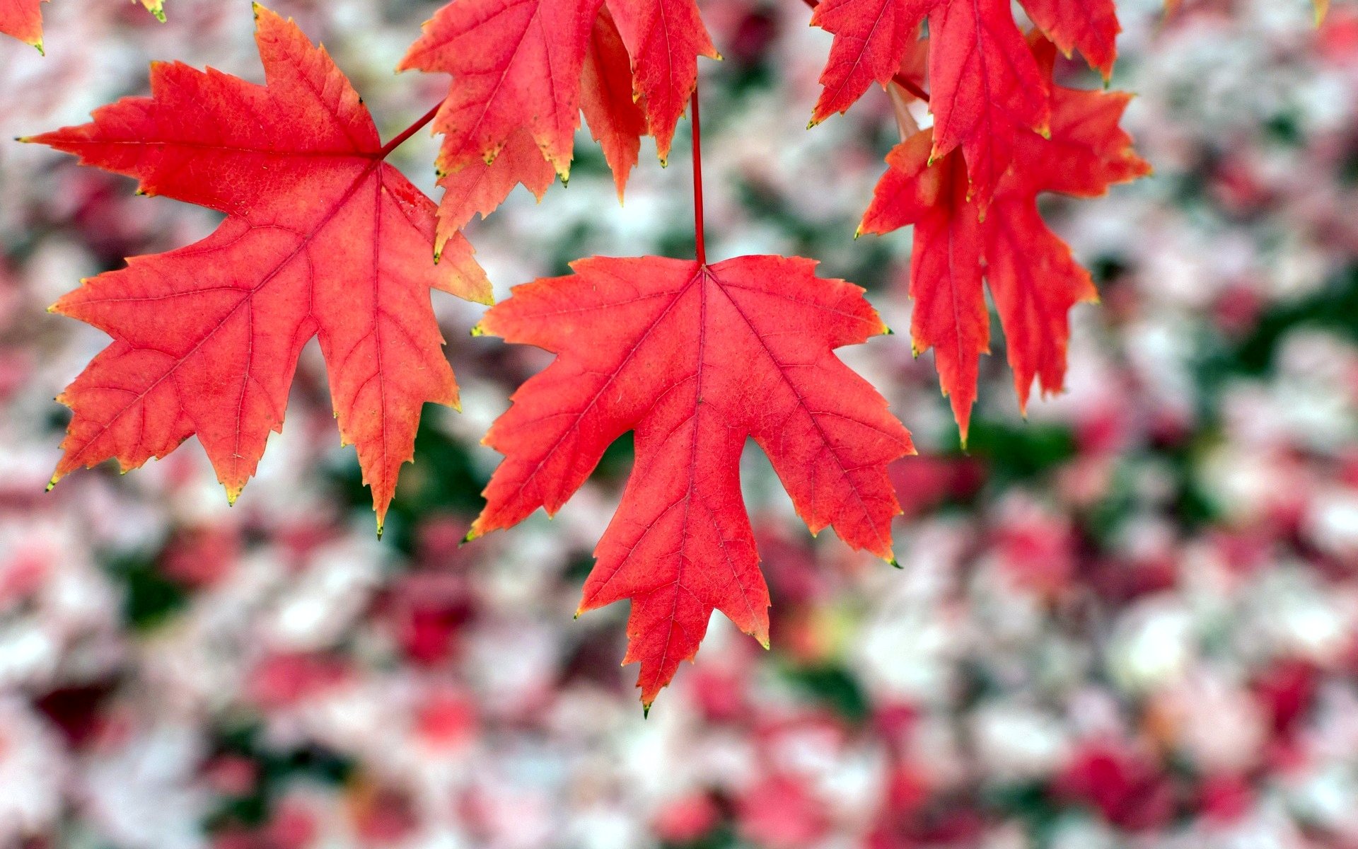 macro leaves leaves leaf red shape blur background wallpaper widescreen fullscreen widescreen widescreen