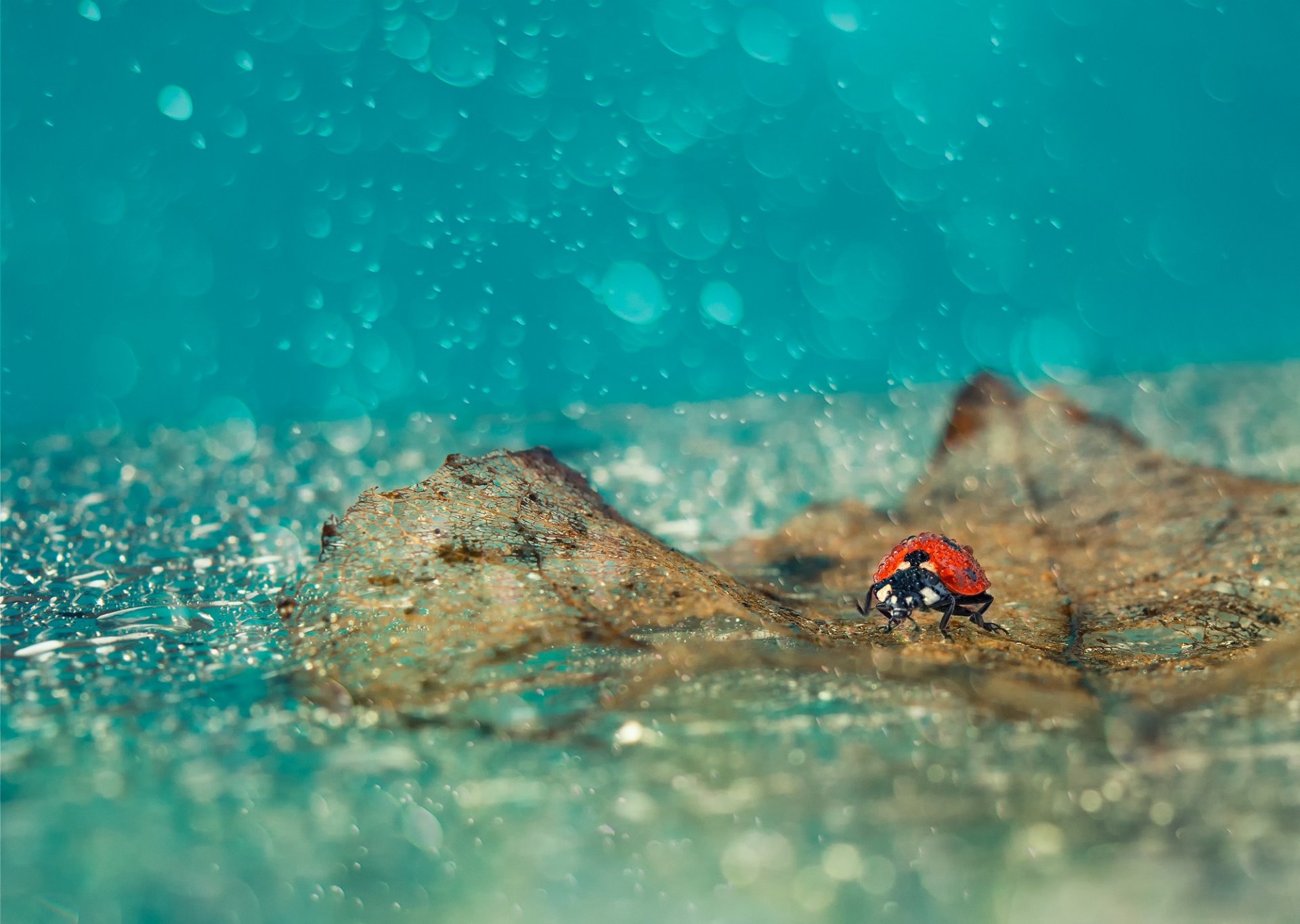 leaves fallen rain drops ladybug