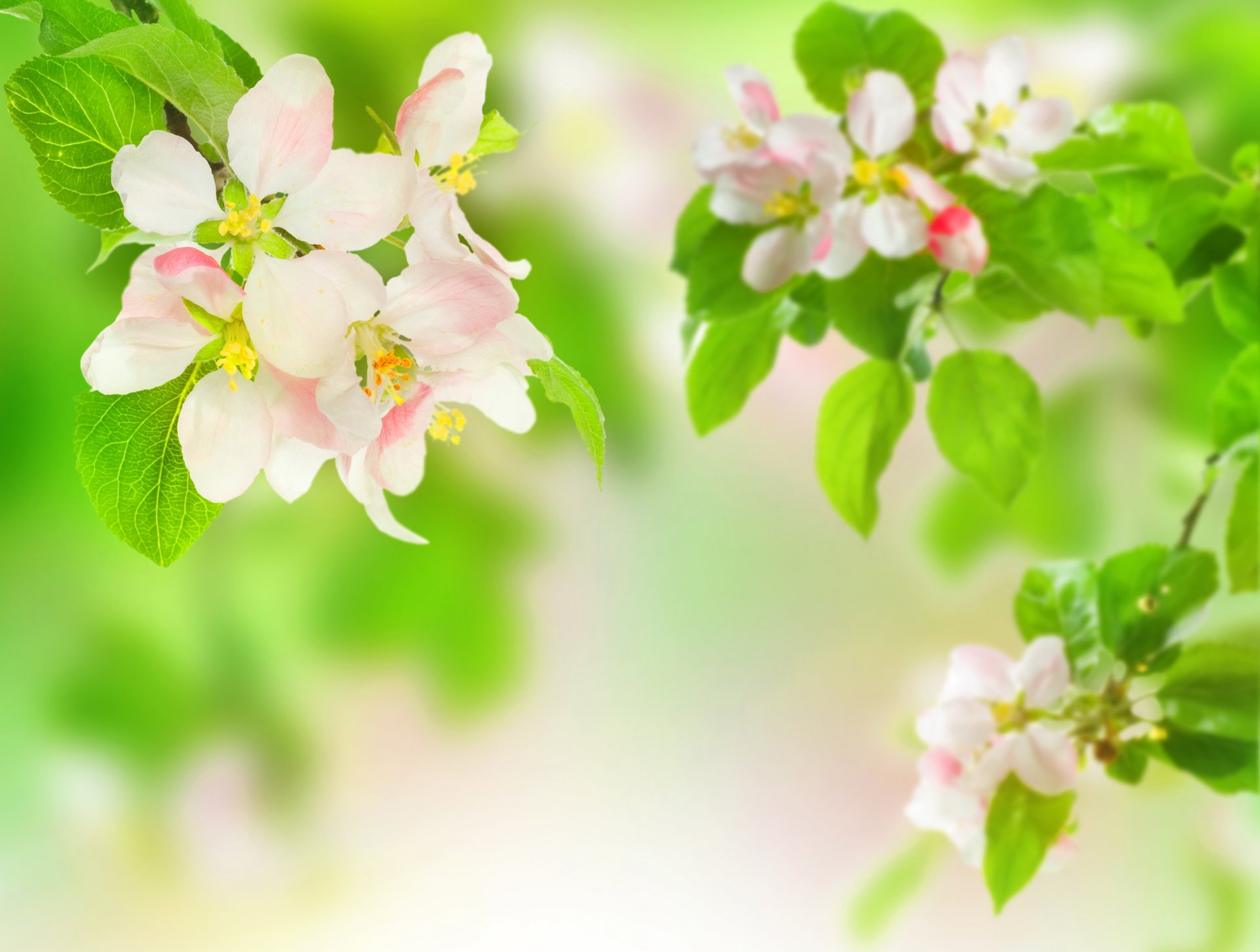 branches flower leaves apple blur