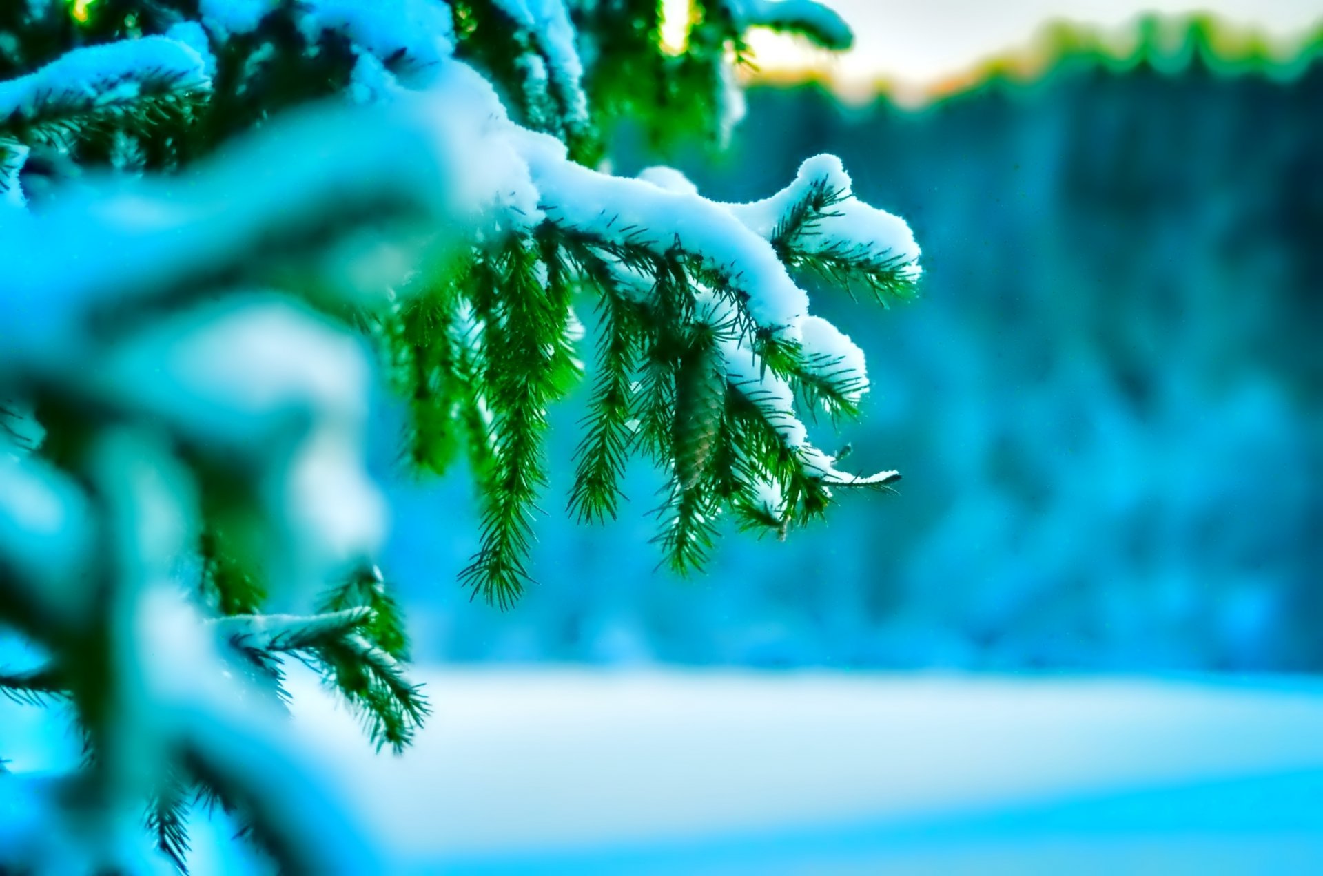 gros plan nature neige brindilles hiver froid arbre de noël aiguilles