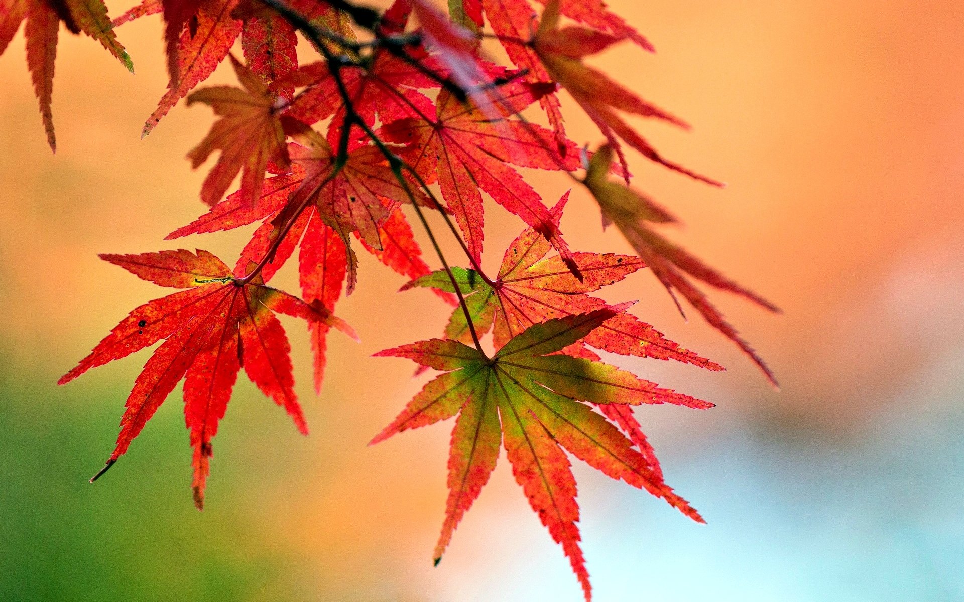 macro pianta foglie foglioline rosso forma albero sfocatura sfondo carta da parati widescreen schermo intero widescreen widescreen