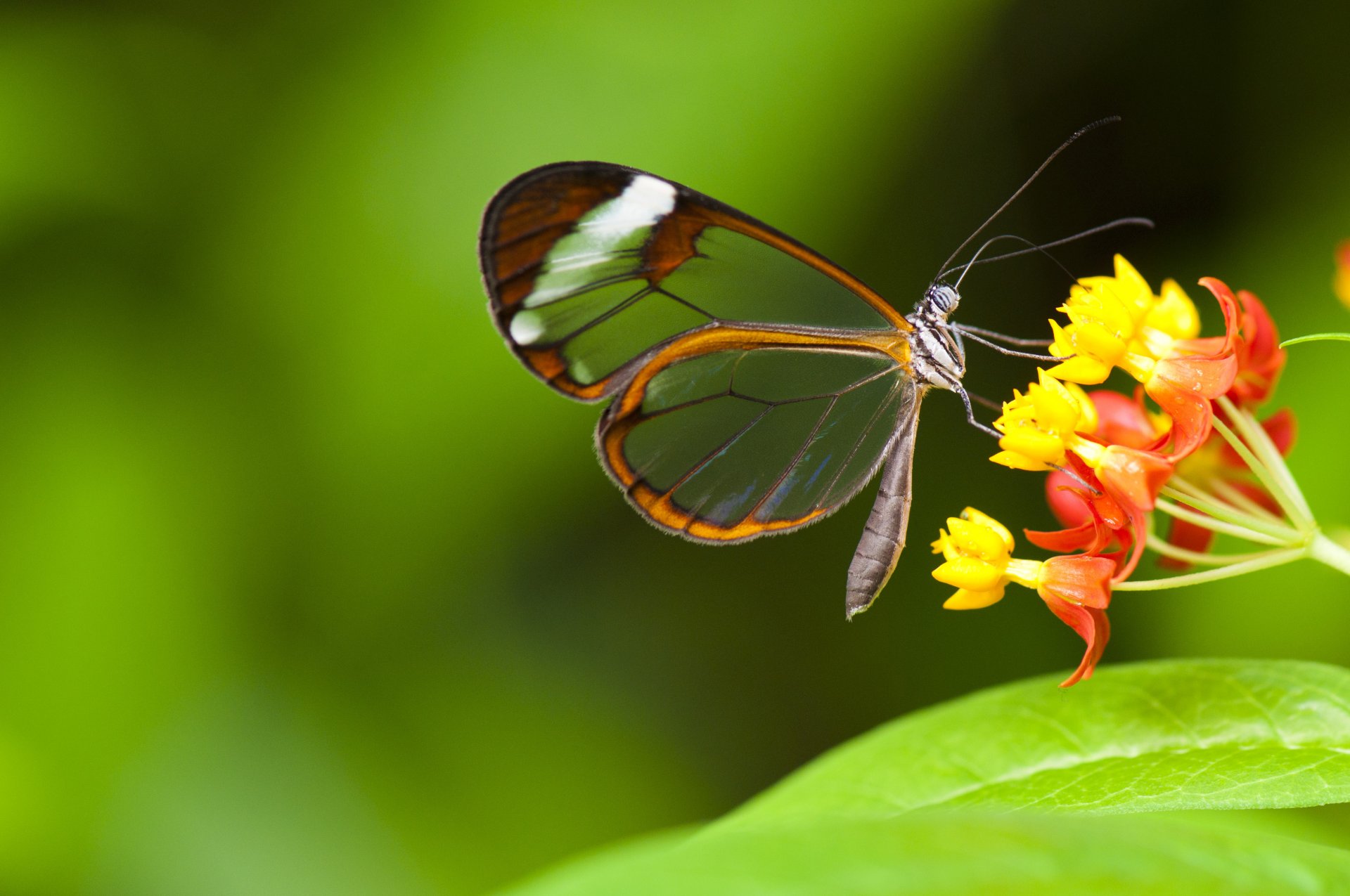 mariposa insecto flores