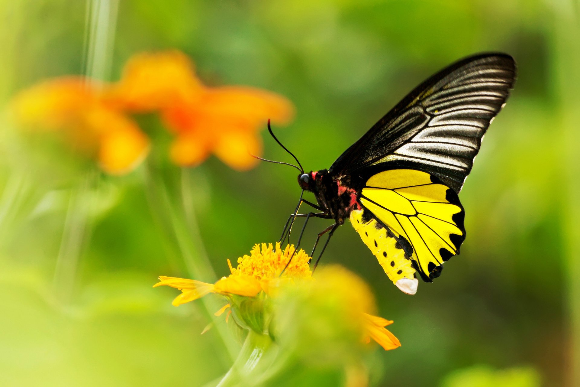 kwiat żółty rozmycie motyl