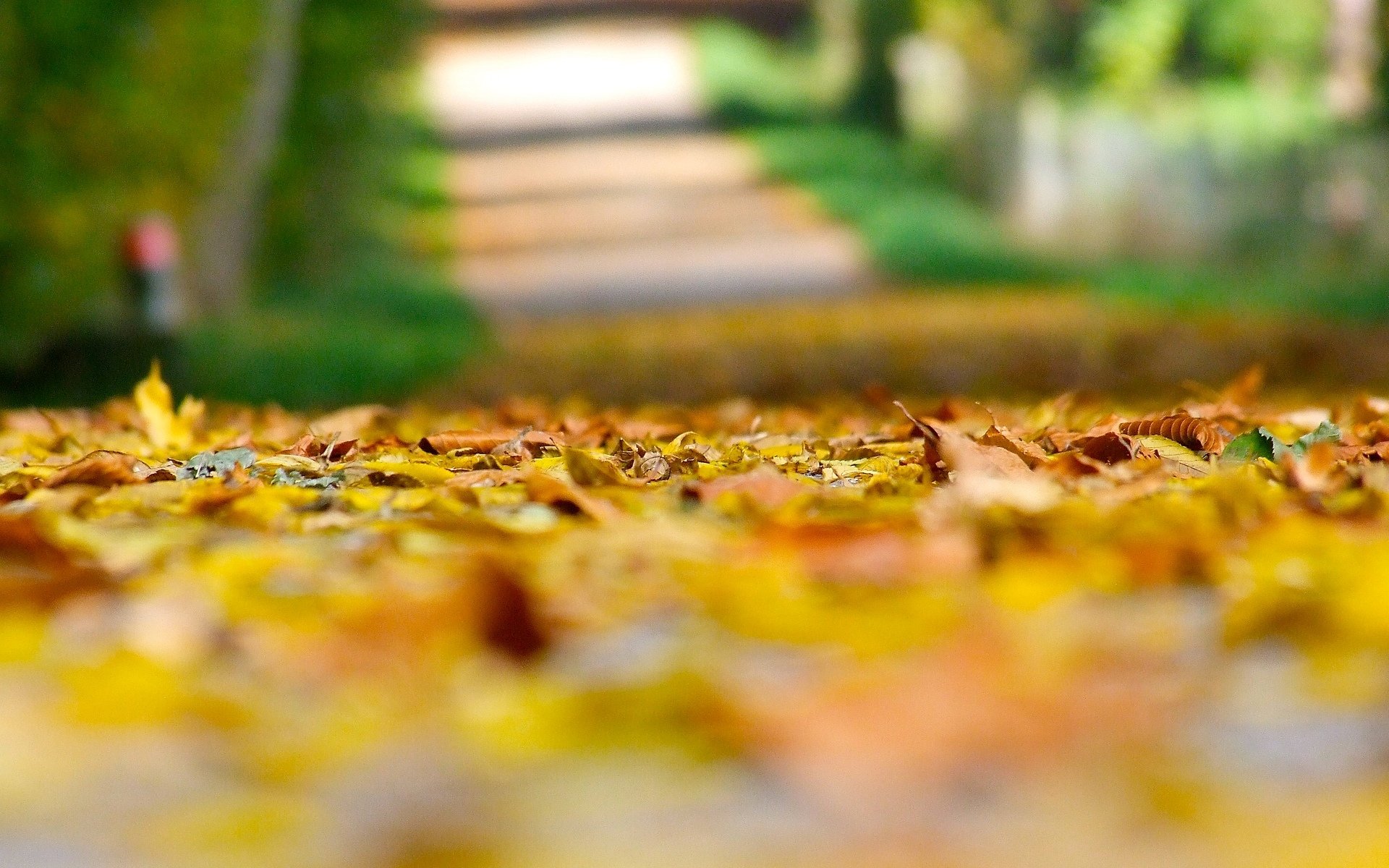 macro autunno foglie gialle foglioline foglie foglie terra sfocatura sfocatura sfondo macro sfondi autunnali bellissimi sfondi sfondi widescreen schermo intero widescreen widescreen più