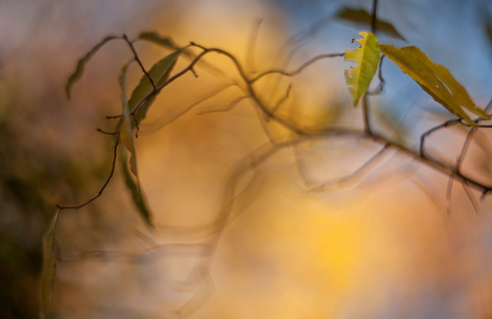 macro feuilles feuille folioles jaune branche arbre arbres flou bokeh arrière-plan papier peint écran large plein écran écran large