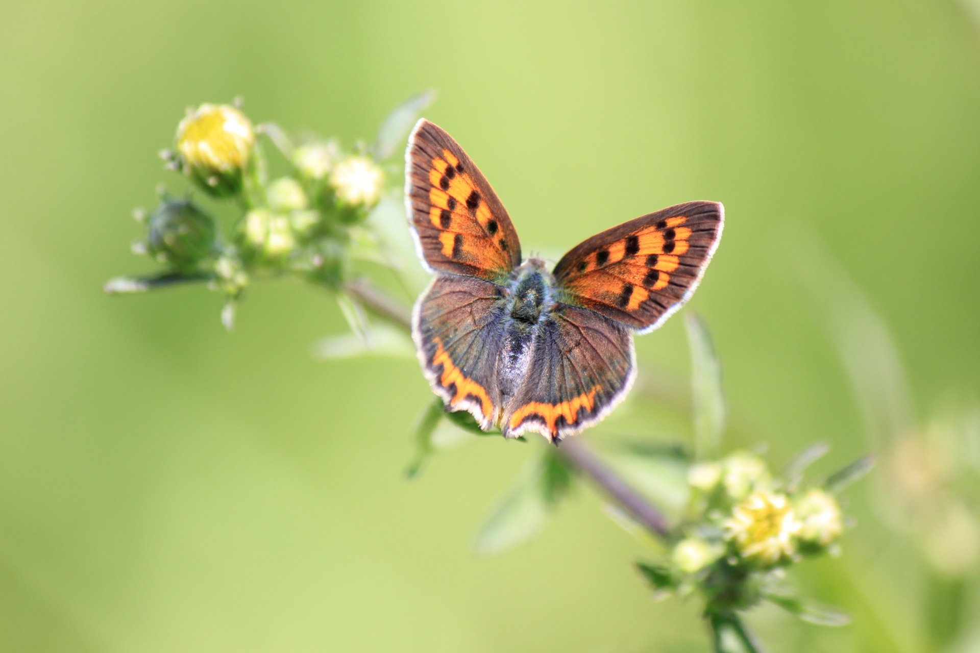 roślina kwiaty żółty pąki motyl tło zielony