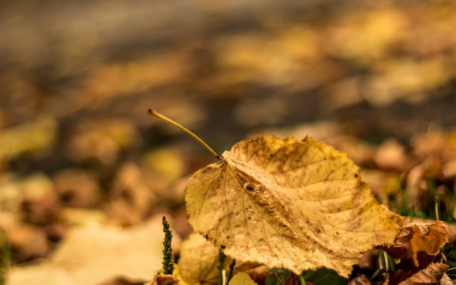 macro foglia foglia foglie autunno macro sfocatura sfondo carta da parati widescreen schermo intero widescreen widescreen