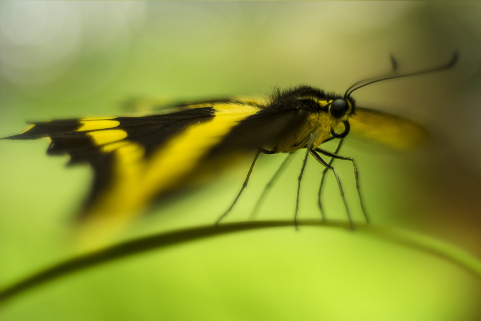 źdźbło trawy motyl bokeh