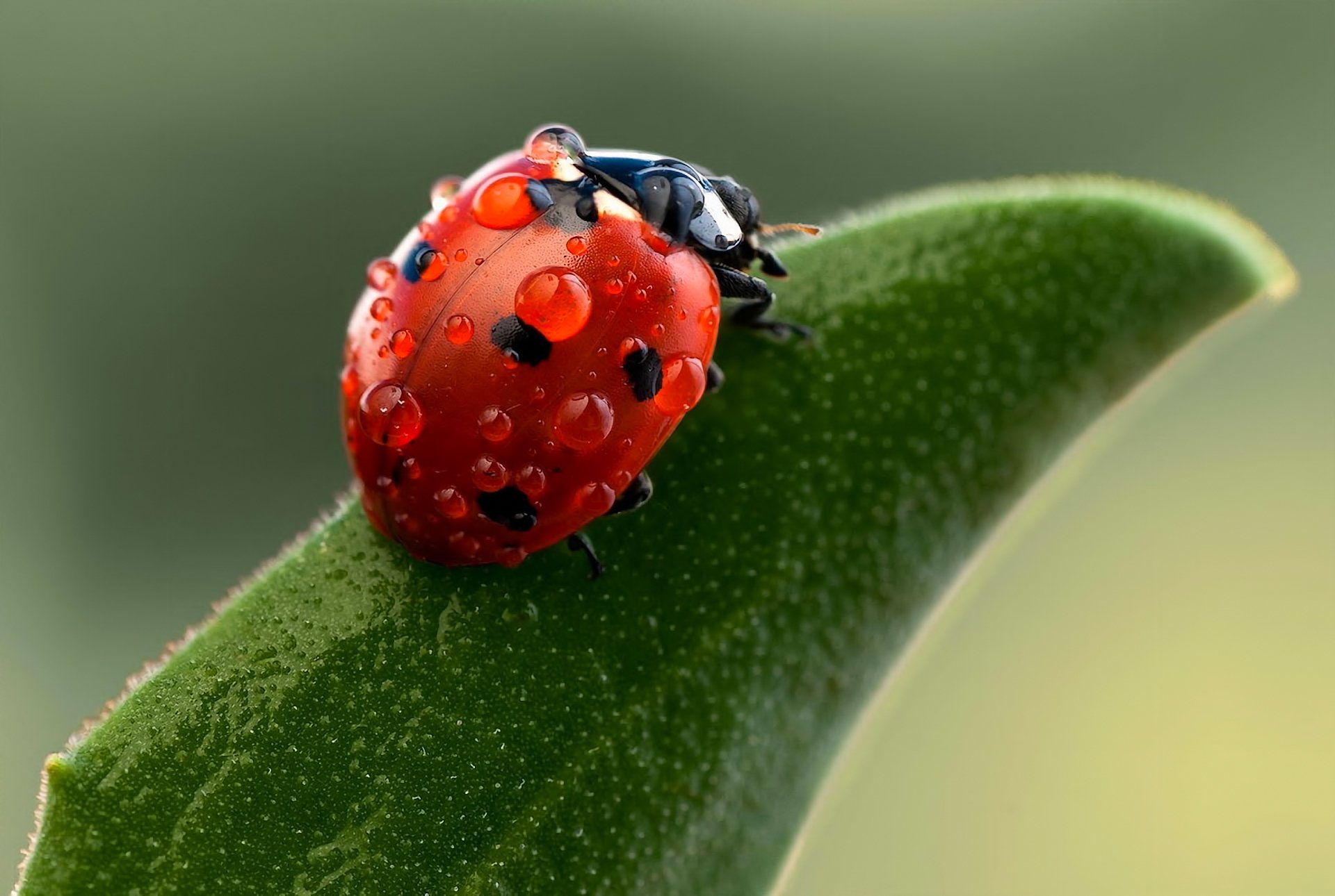 nature ladybug close up drops insect