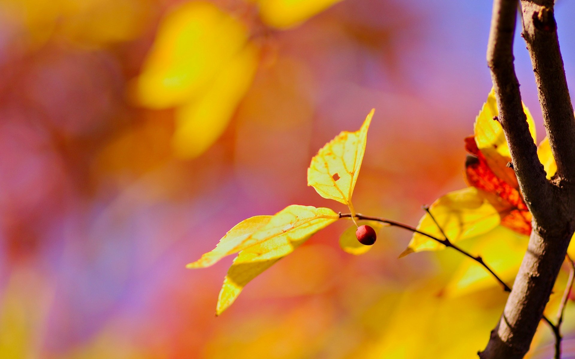 macro albero ramo foglia foglioline foglie giallo sfocatura sfondo carta da parati widescreen schermo intero widescreen