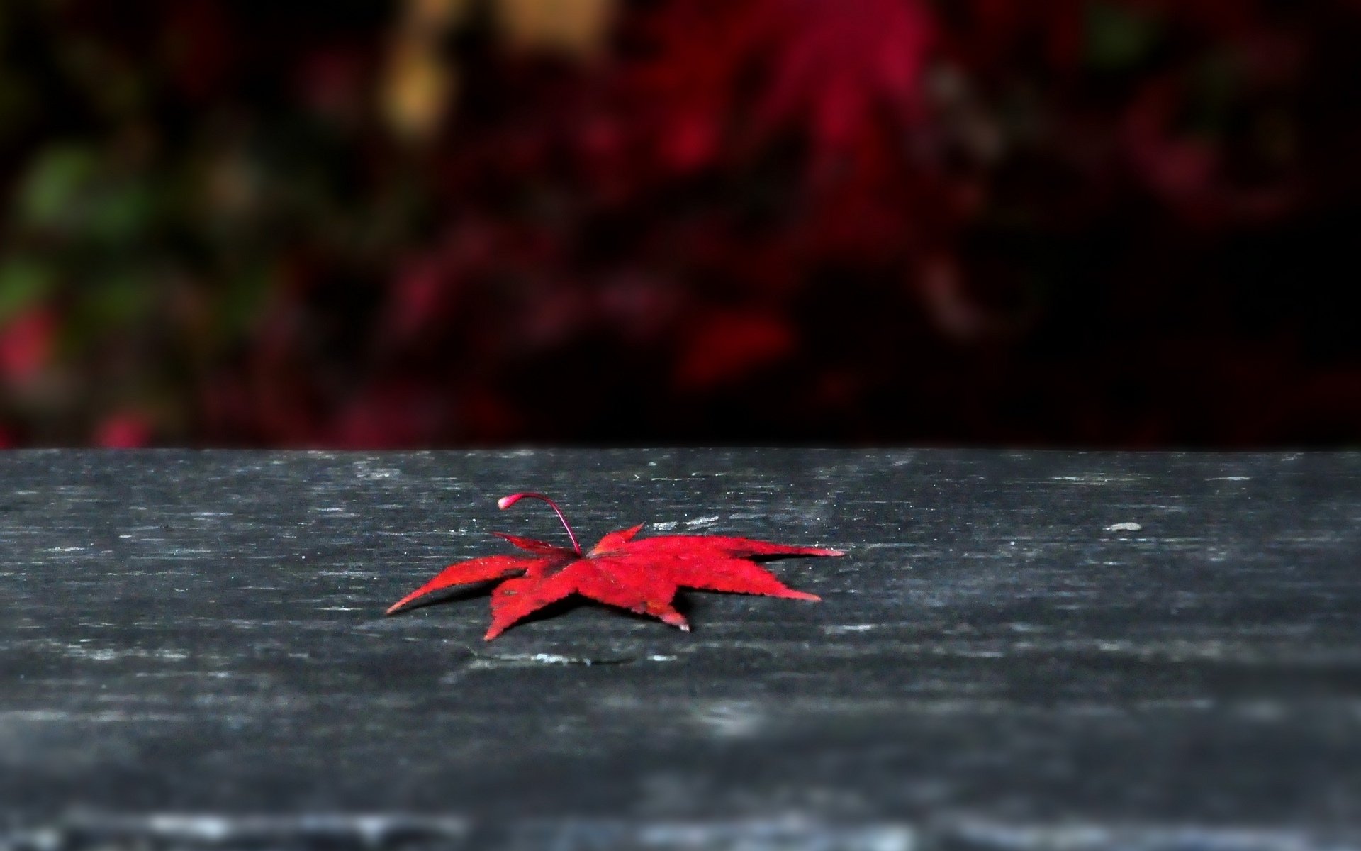 macro feuille feuille feuilles rouge automne fond macro papier peint écran large plein écran écran large écran large