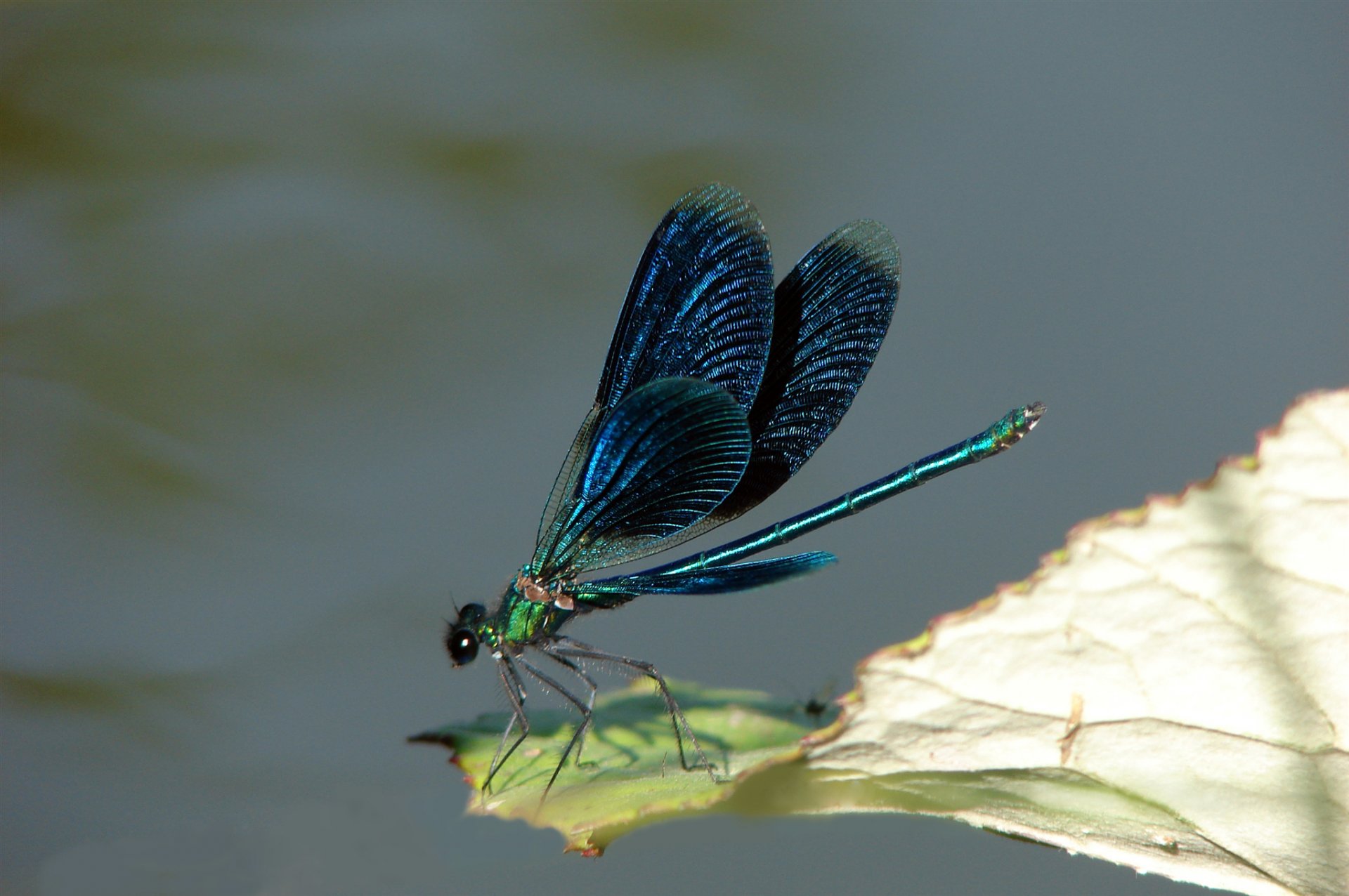 insecto libélula alas coloración