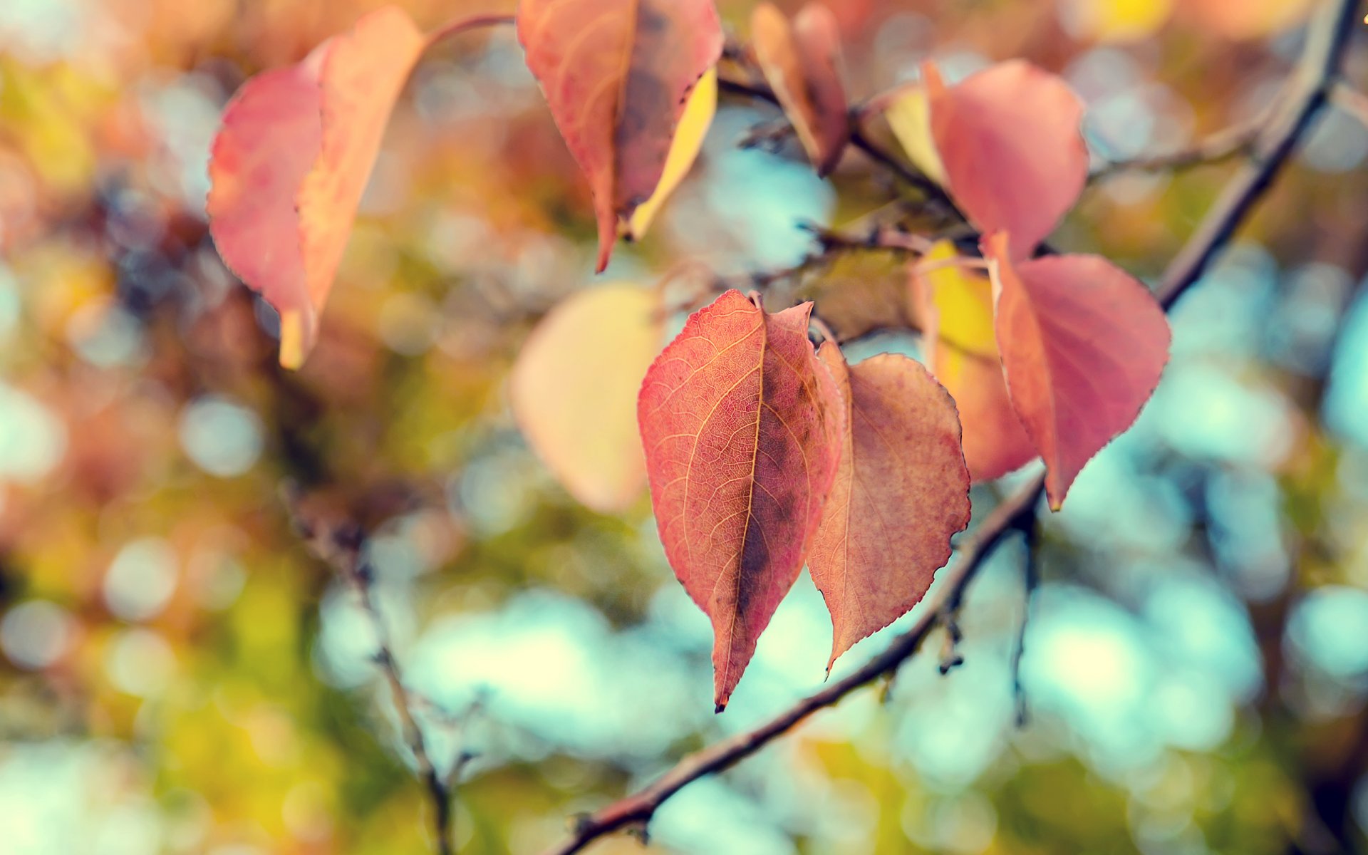 foglie natura macro autunno