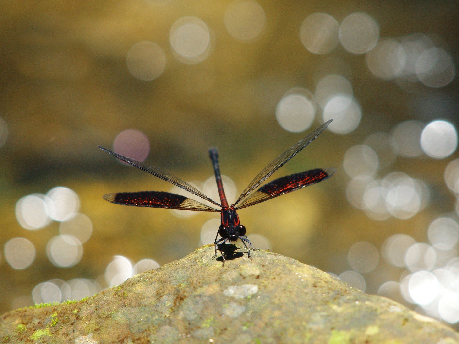 tone dragonfly red reflections background