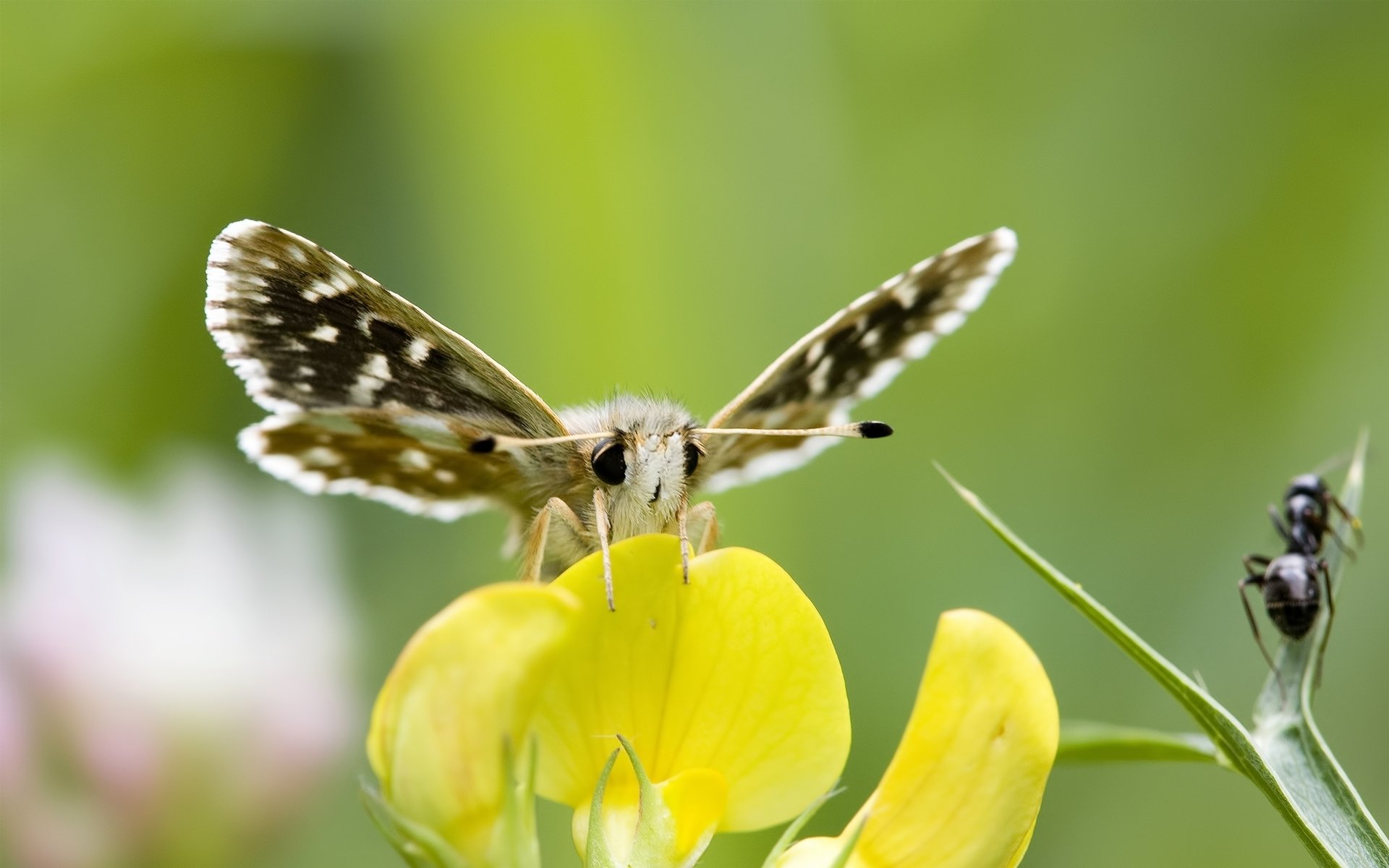 fiore giallo farfalla viticci occhi