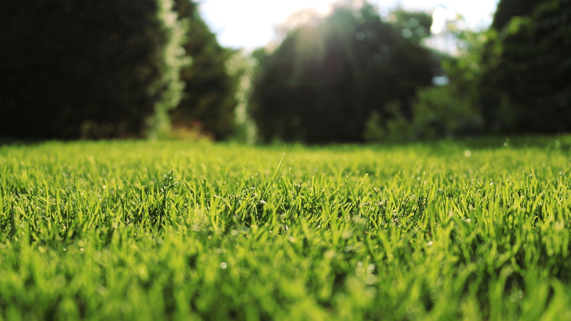 gras makro rasen natur