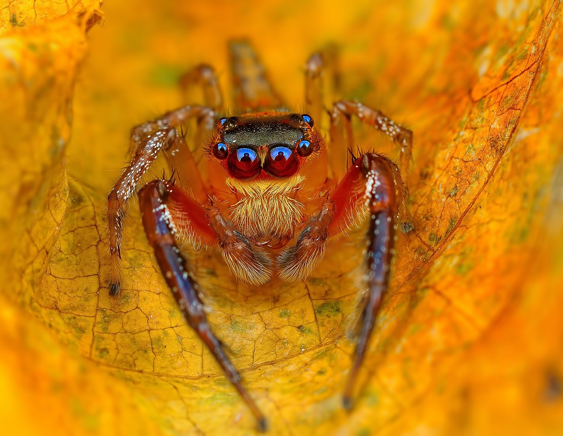 blatt gelb herbst spinne jumper jumper