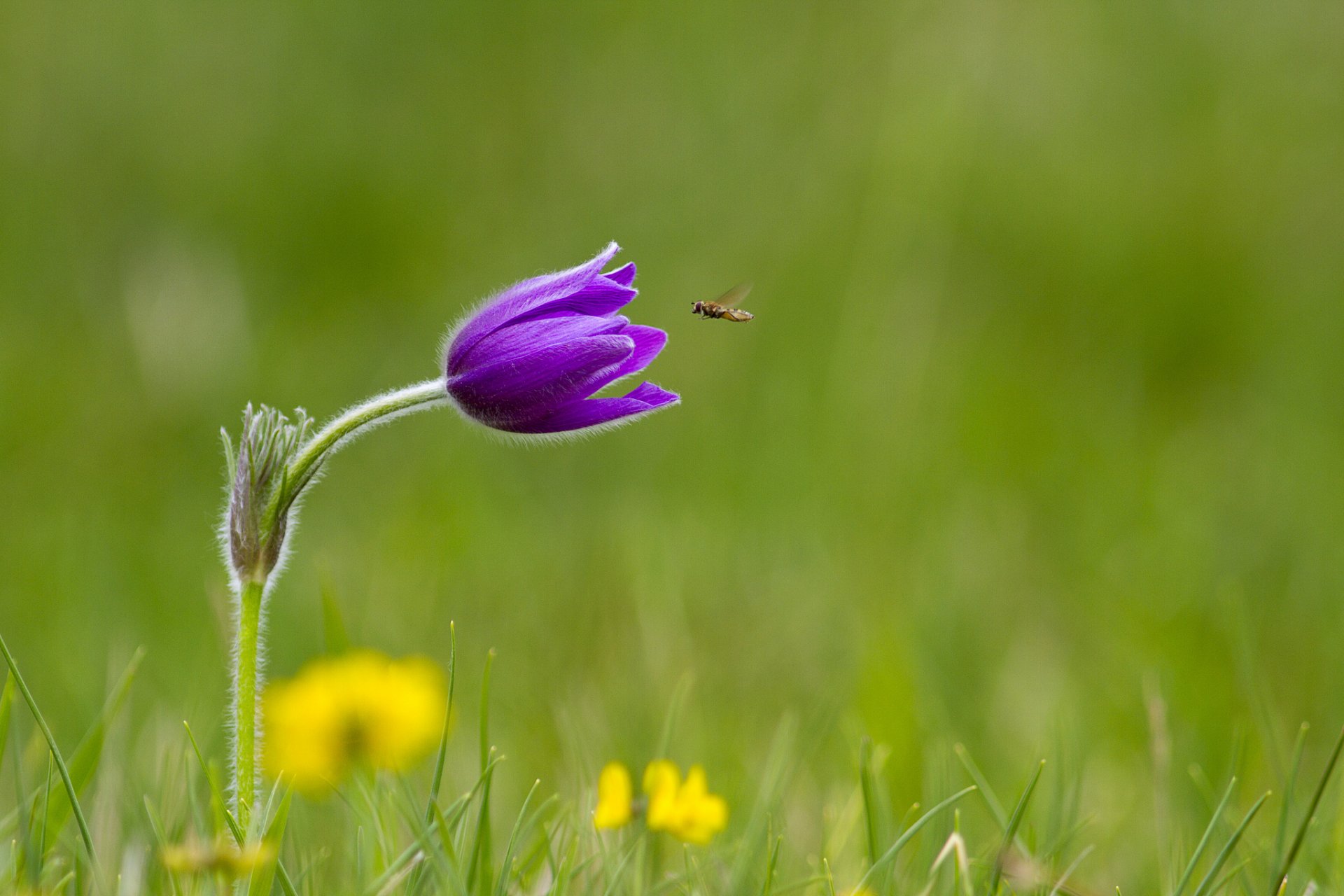 herbe fleur lilas insecte