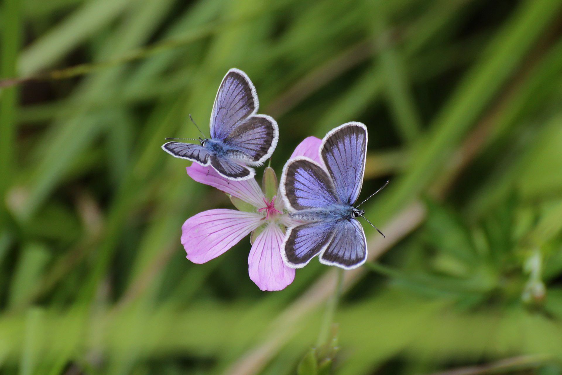 kwiat motyle bokeh makro trawa motyl makro tło tapeta panoramiczny pełny ekran panoramiczny panoramiczny