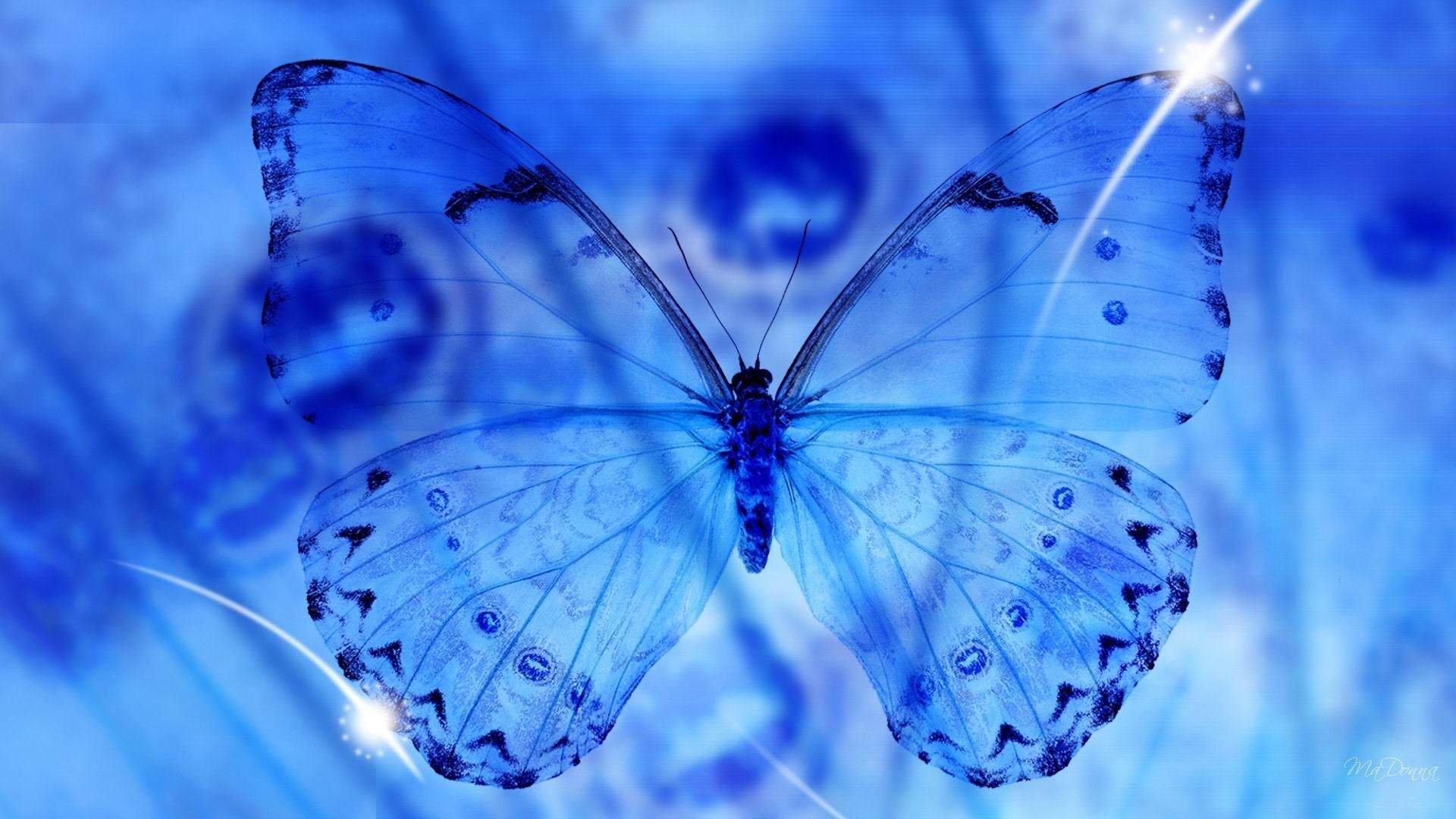 close up macro butterfly wings transparency blue