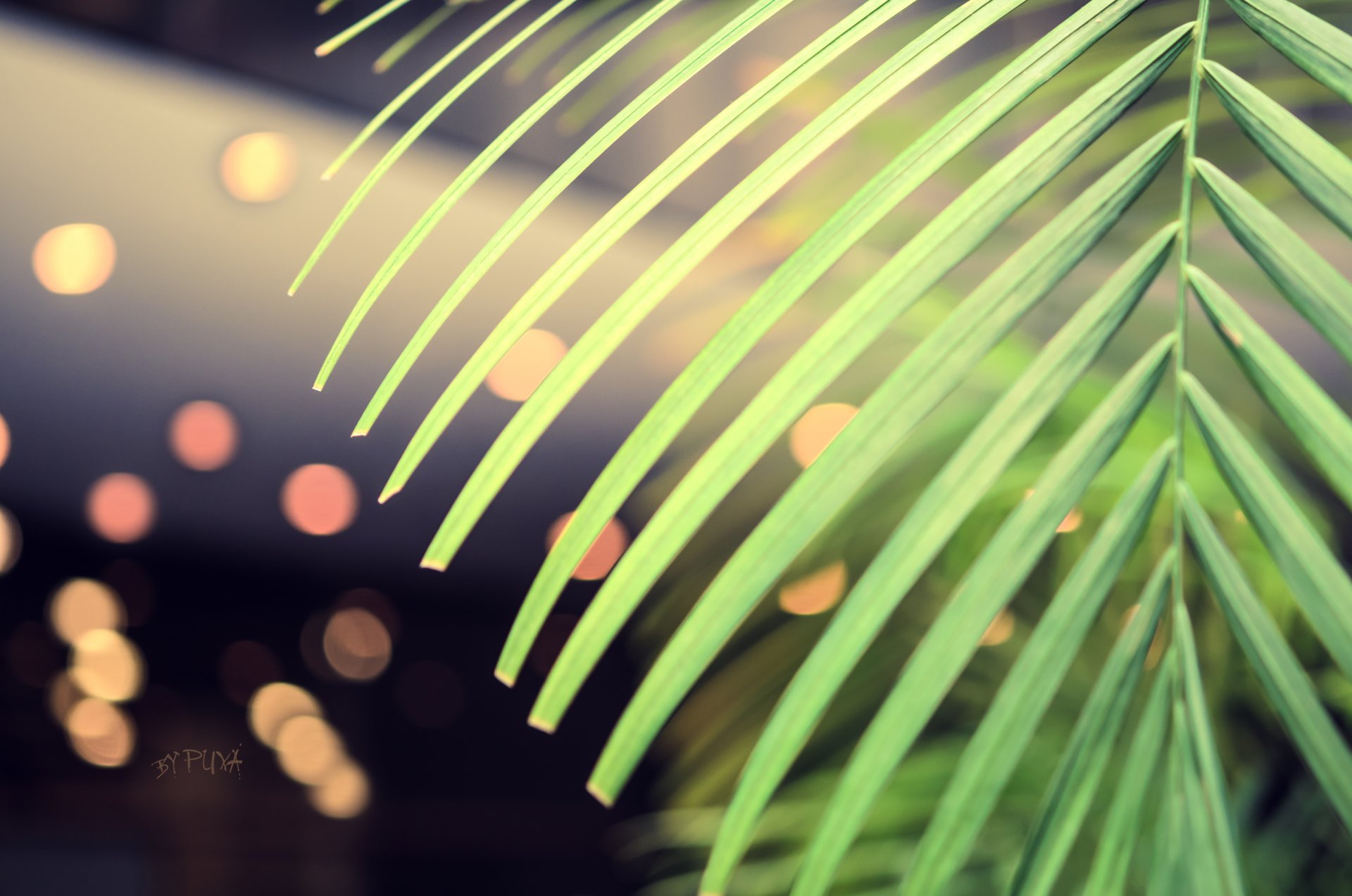 palma bokeh close up puxa green wallpaper saver