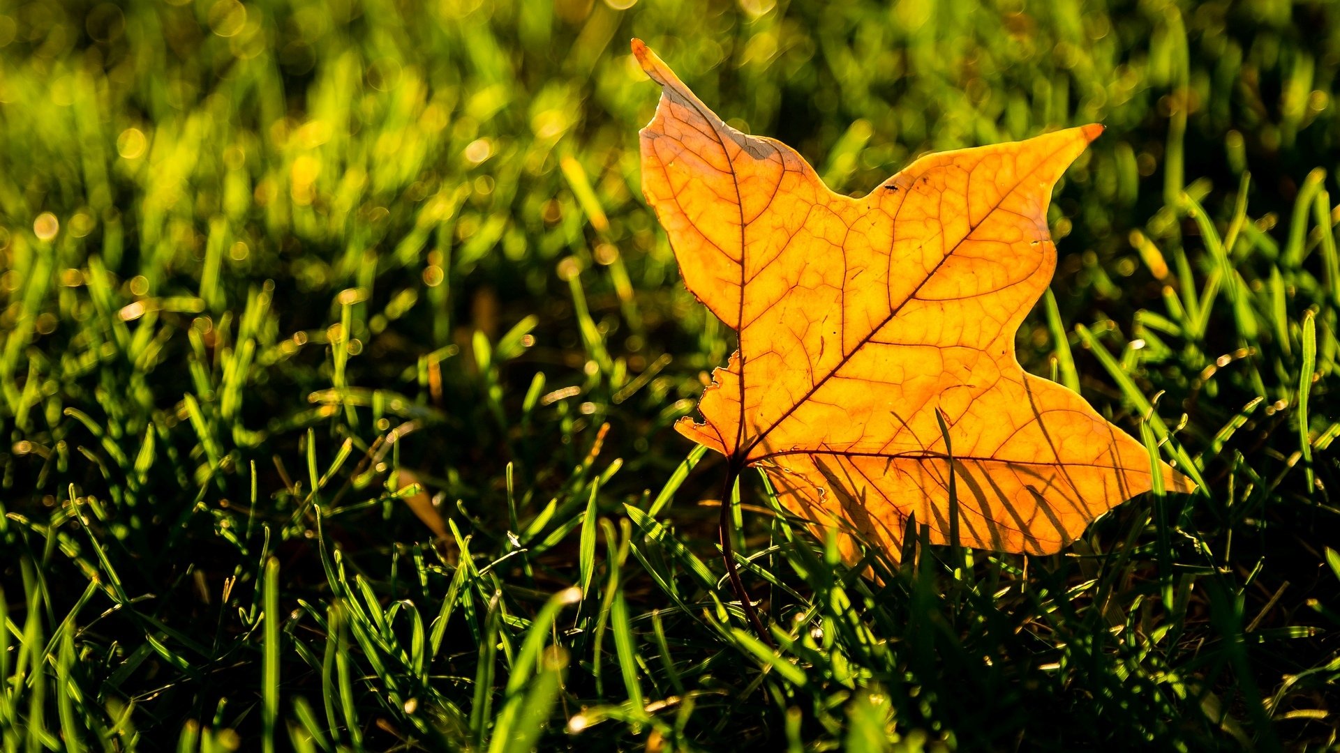 macro leaf leaflet leaves yellow greenery grass macro background wallpaper widescreen fullscreen widescreen widescreen