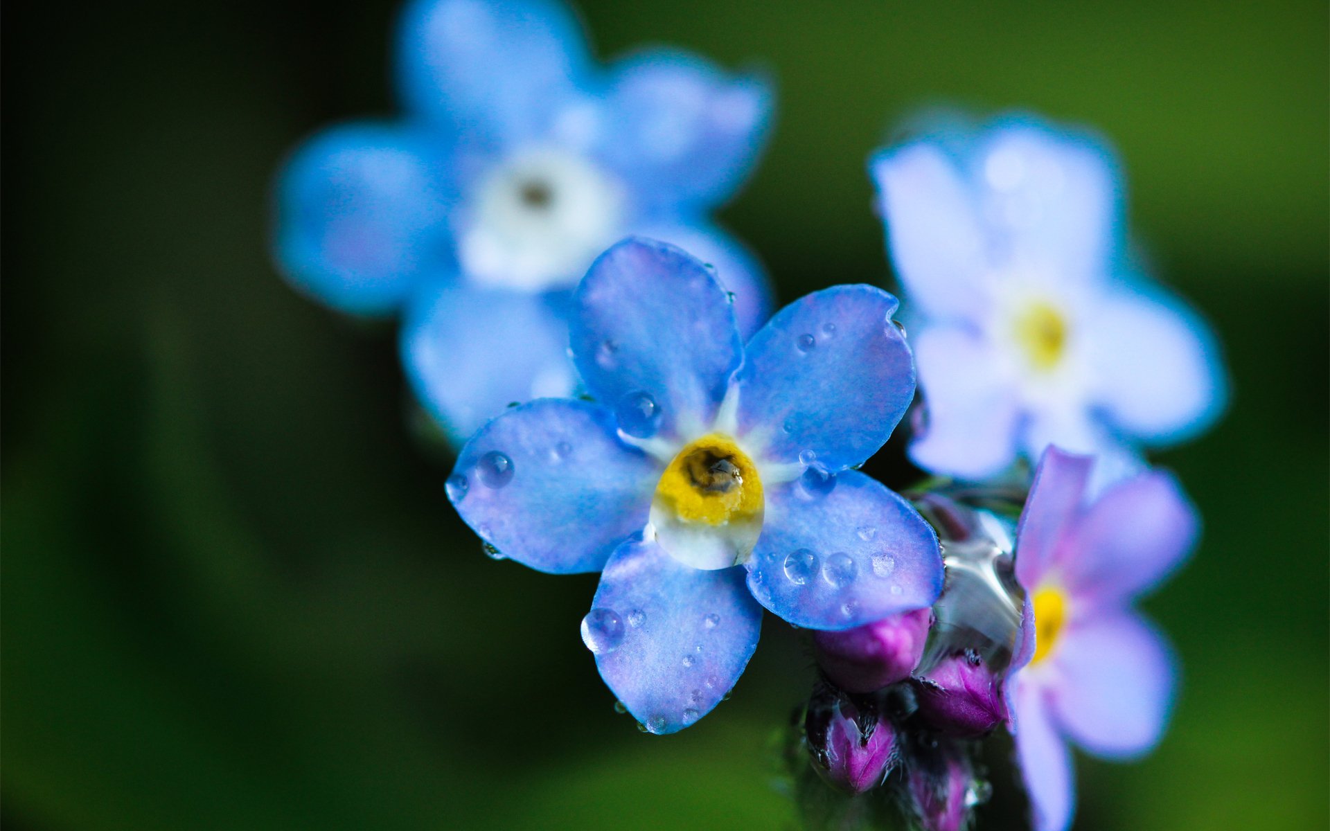 flor nomeolvides azul macro gotas rocío campo