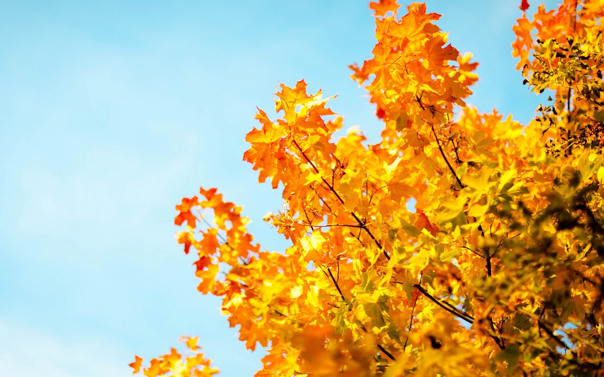 macro albero alberi foglie foglioline giallo autunno cielo blu macro sfocatura sfondo carta da parati widescreen schermo intero widescreen