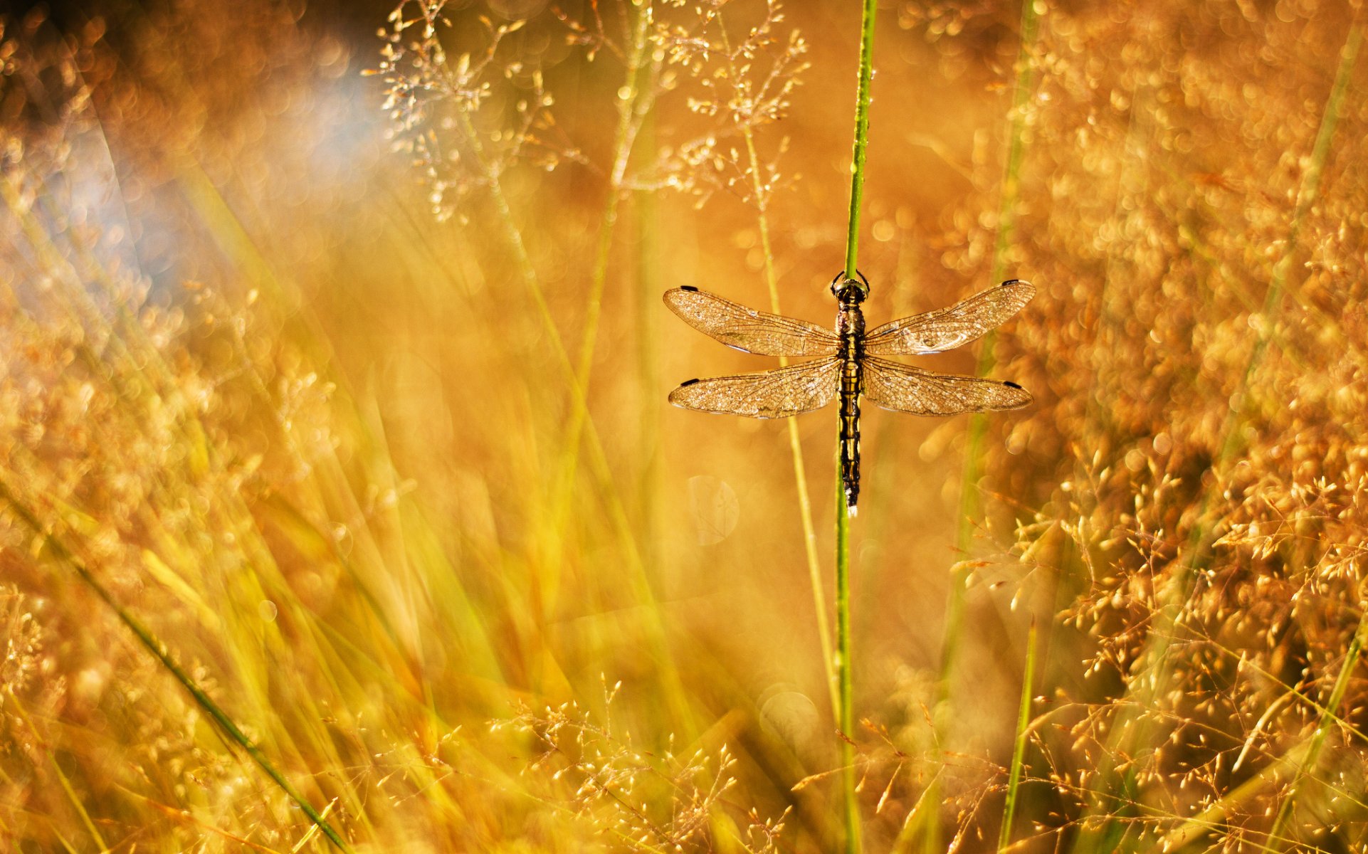 grass panicle blade drops rosa reflections dragonfly