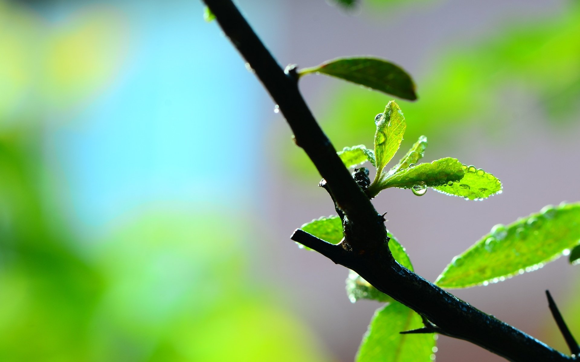 macro foglia foglia foglie verde rugiada acqua ramo sfocatura macro sfondo carta da parati widescreen schermo intero widescreen widescreen