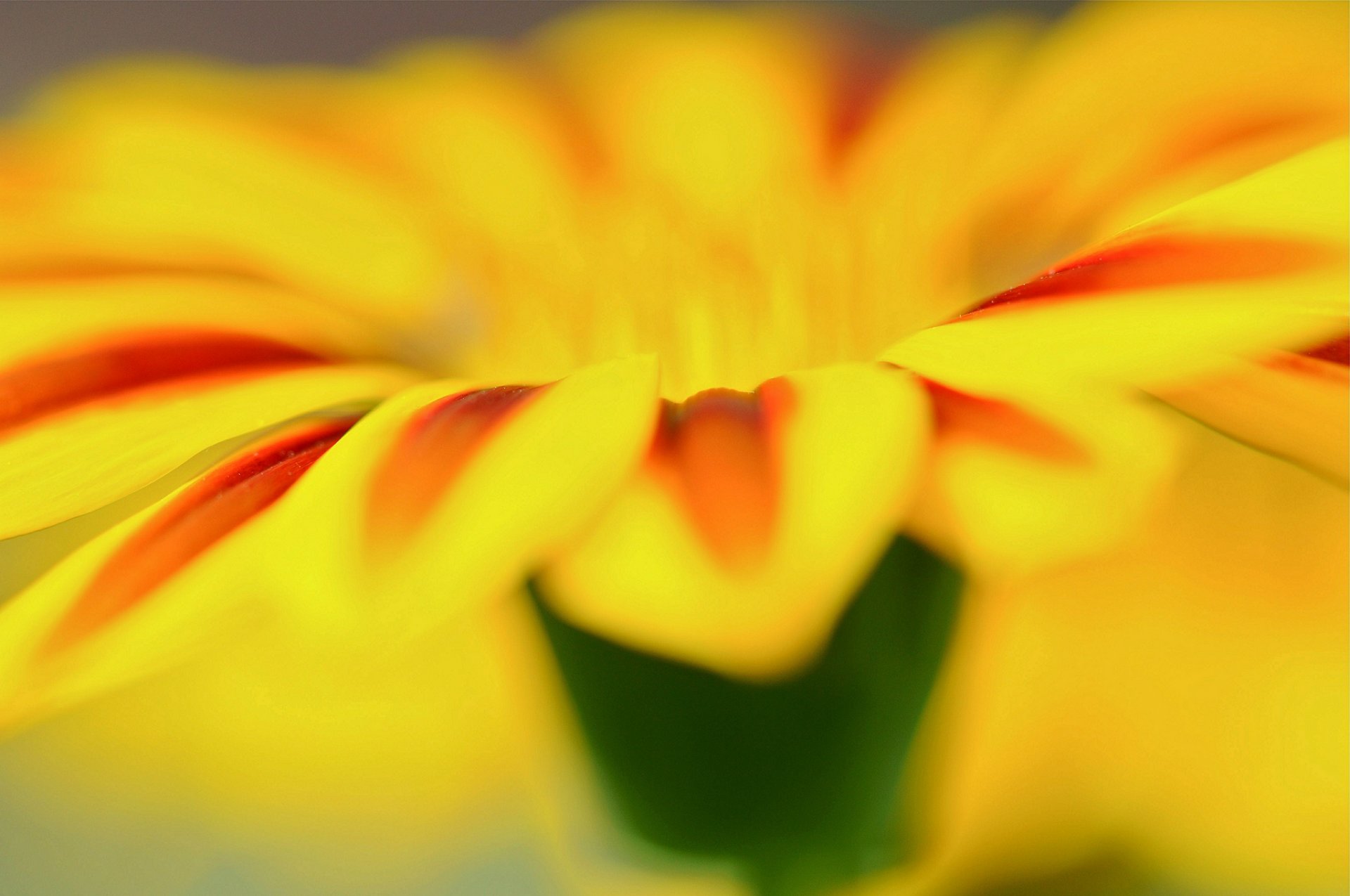 macro fiori fiore fiore giallo petalo sfondo macro carta da parati widescreen schermo intero widescreen widescreen