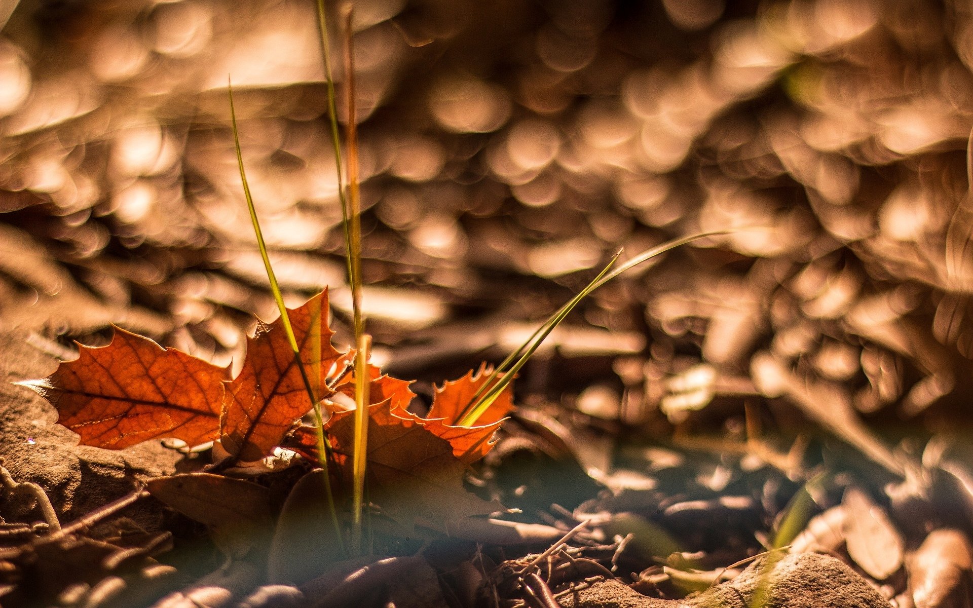 macro feuilles folioles automne bokeh fond macro