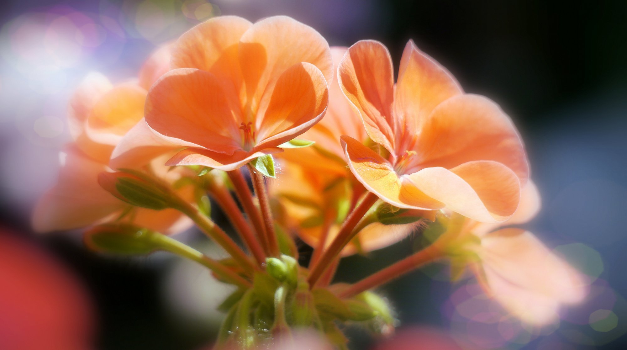 fleurs bourgeons bokeh flore gros plan