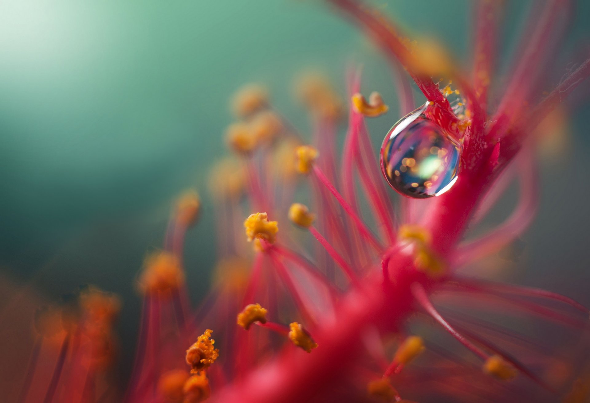 plante fleur goutte fond flou