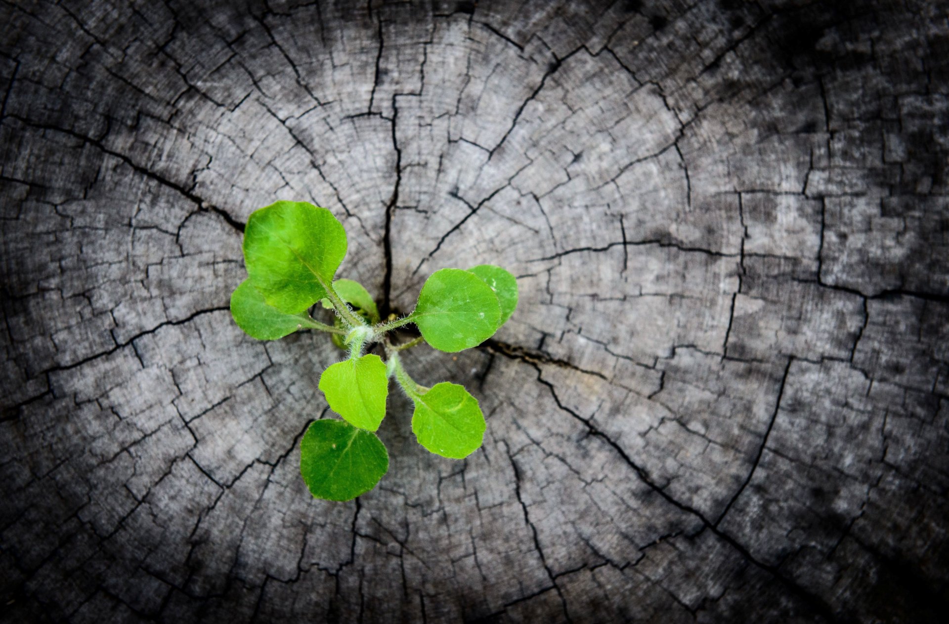 macro sprout greenery leaves black green background wallpaper widescreen fullscreen widescreen